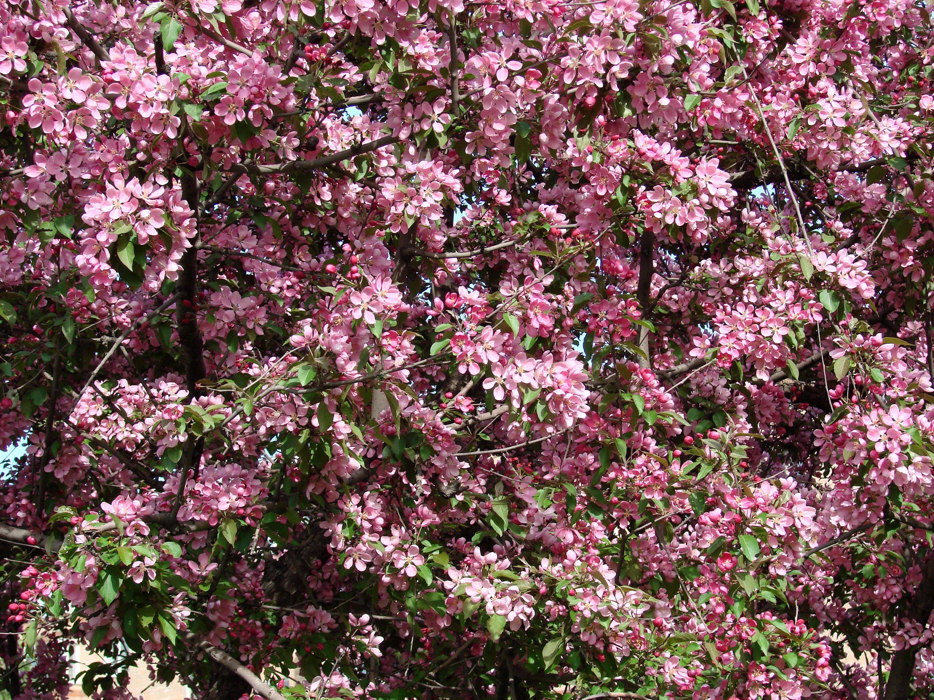 Pink flowering tree in bloom HD Wallpaper