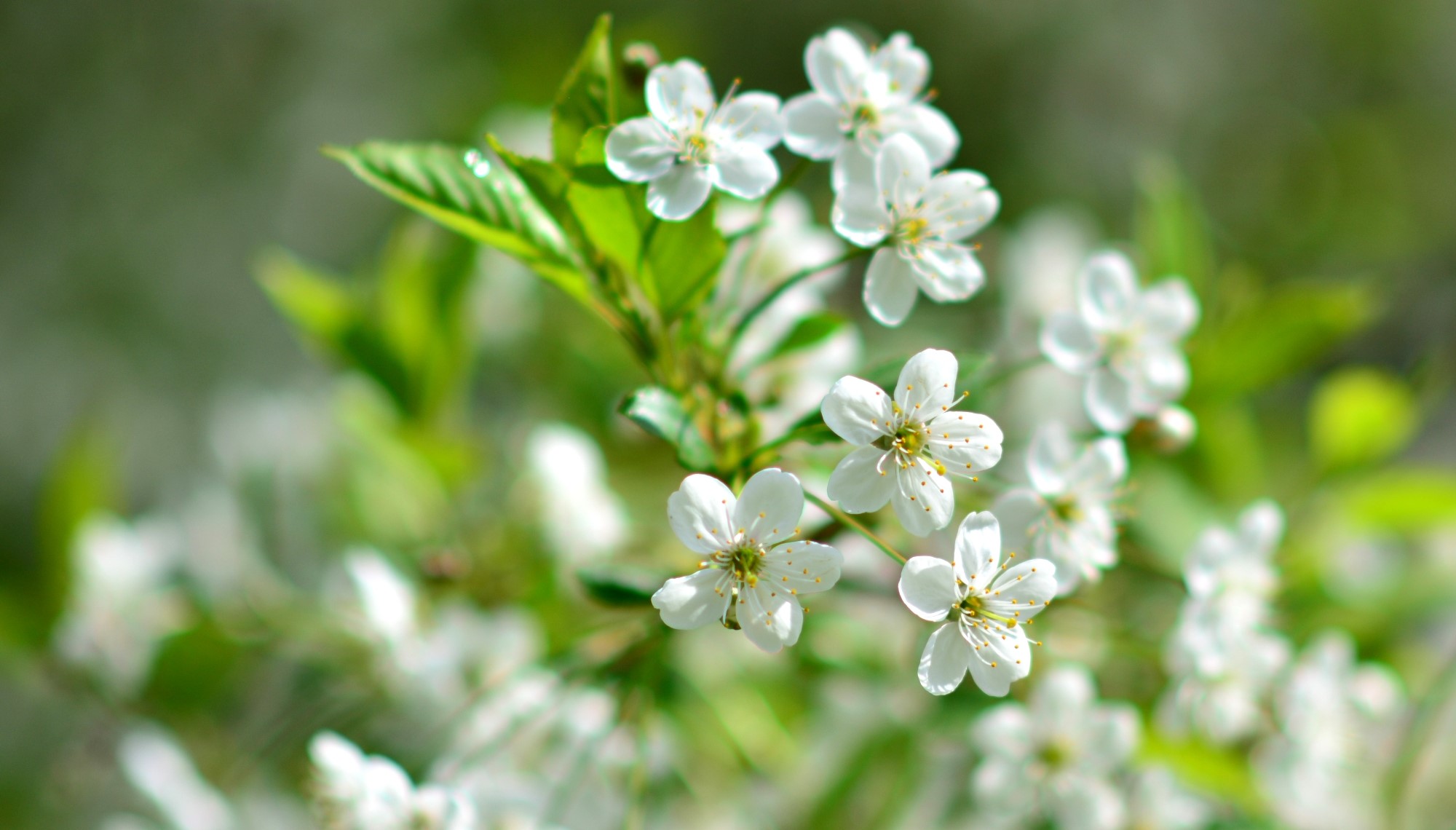 White cherry blossoms on a branch HD Wallpaper