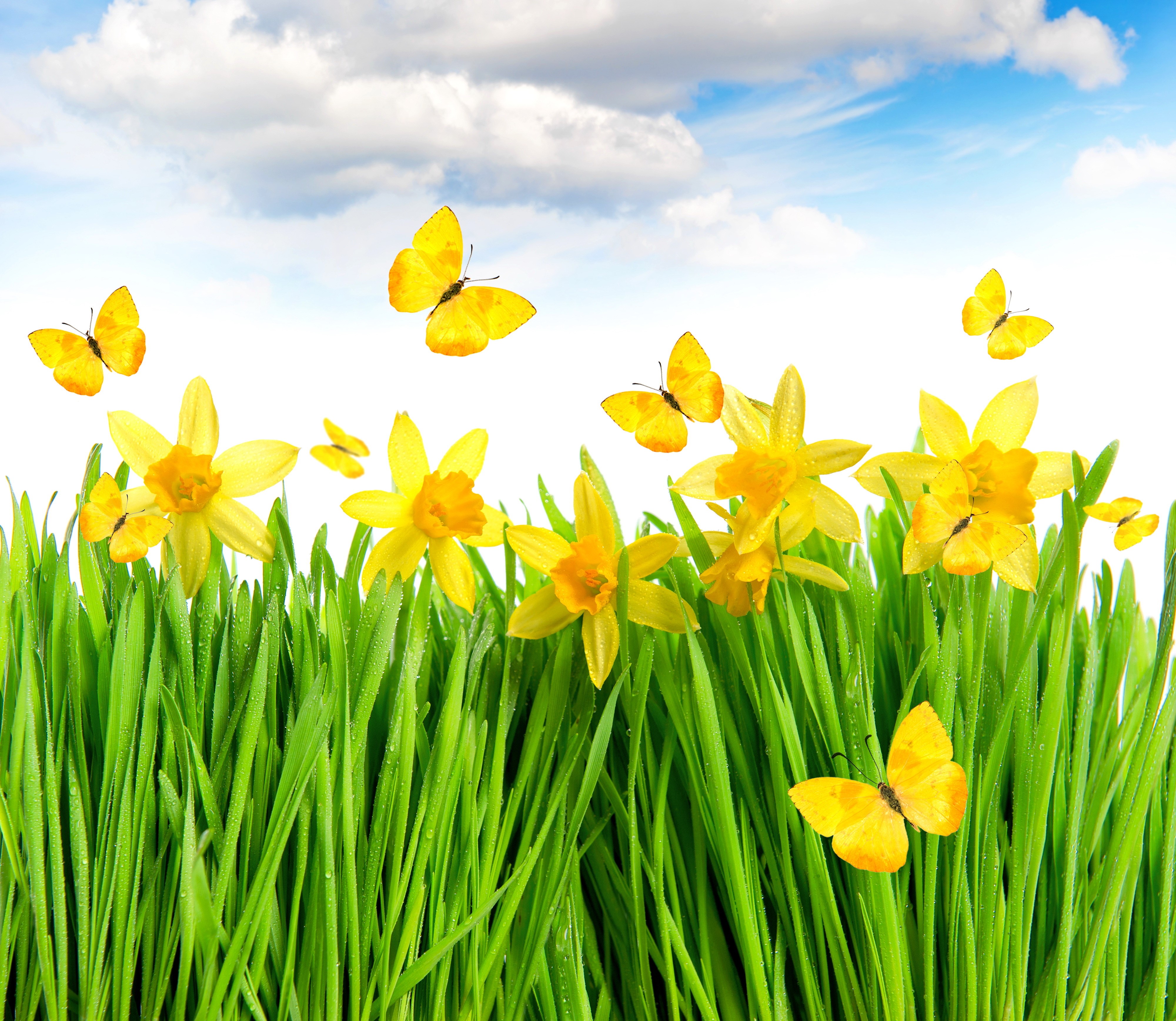 Yellow Daffodils and Butterflies in Green Grass HD Wallpaper