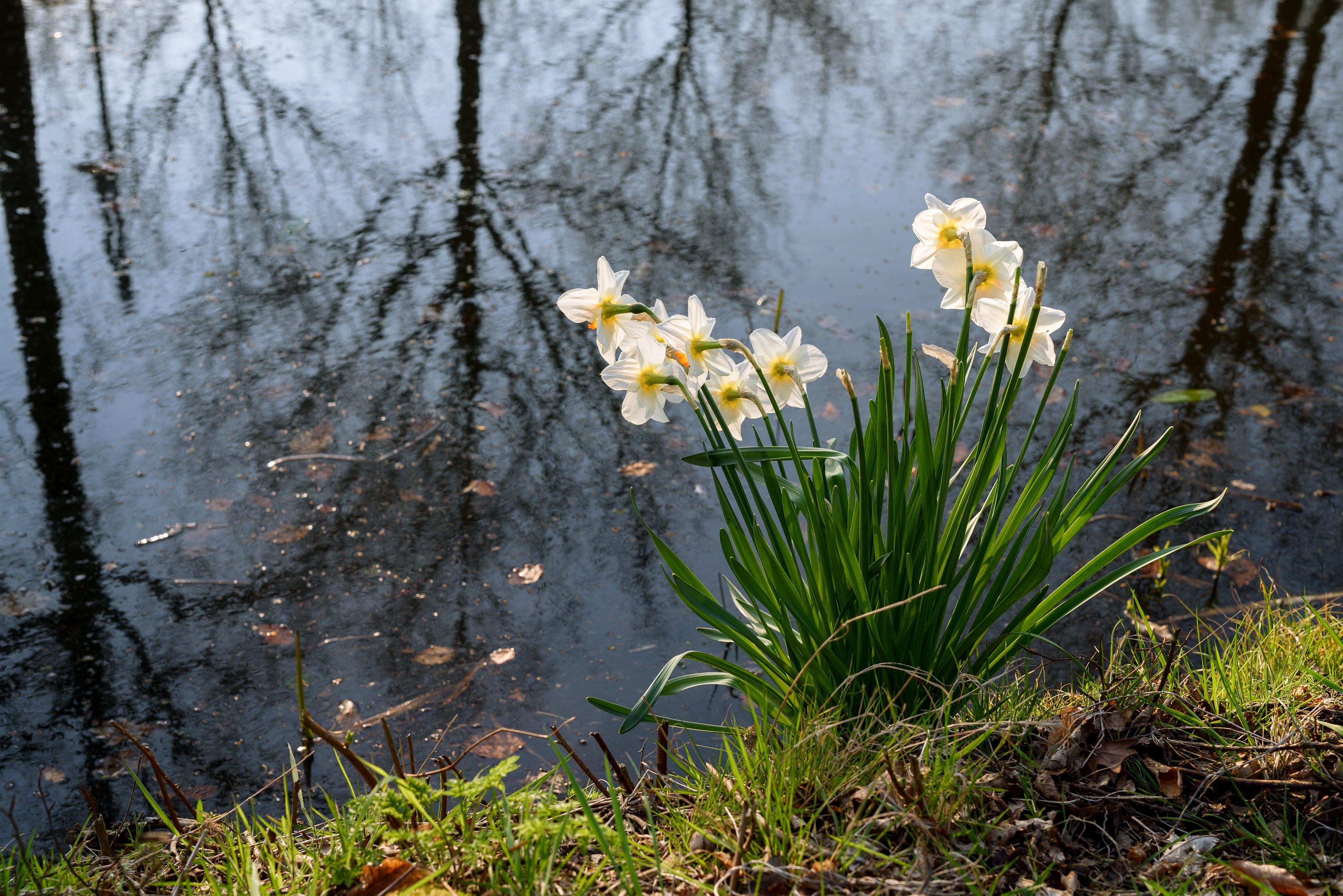 Daffodils by a Lake with Tree Reflections HD Wallpaper