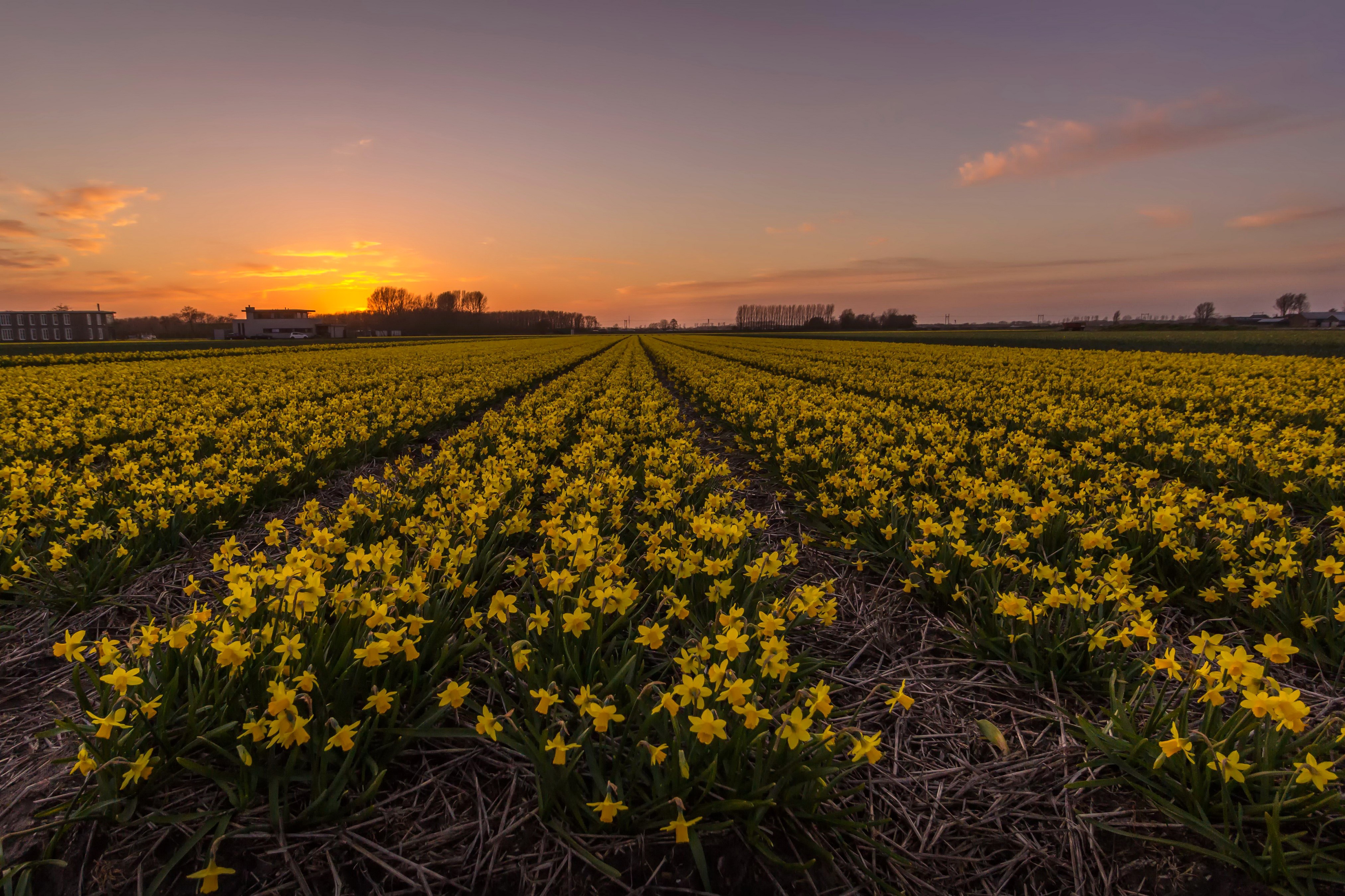 Field of yellow daffodils at sunset in the Netherlands HD Wallpaper
