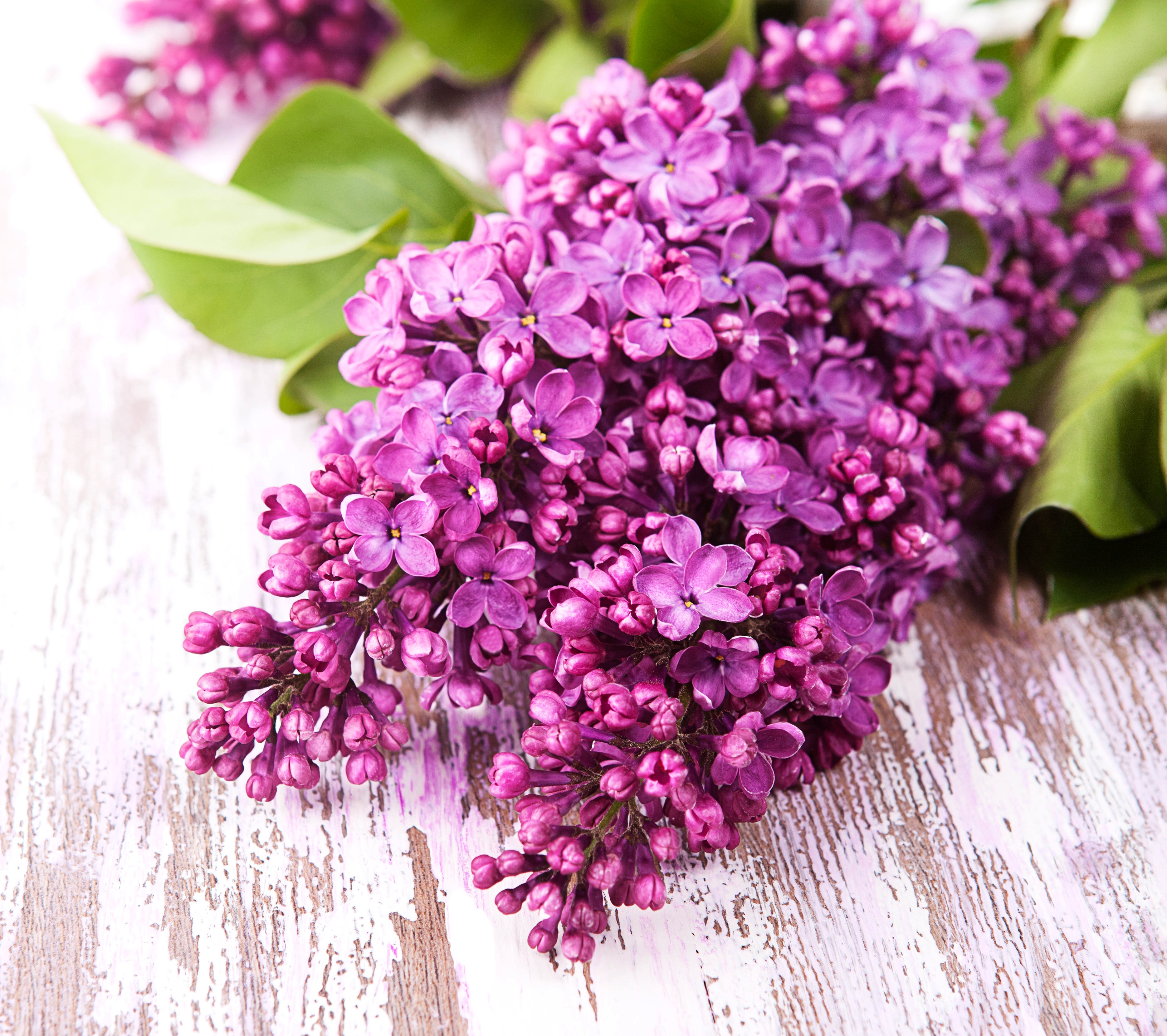 Purple Lilac Flowers on a Wooden Surface HD Wallpaper
