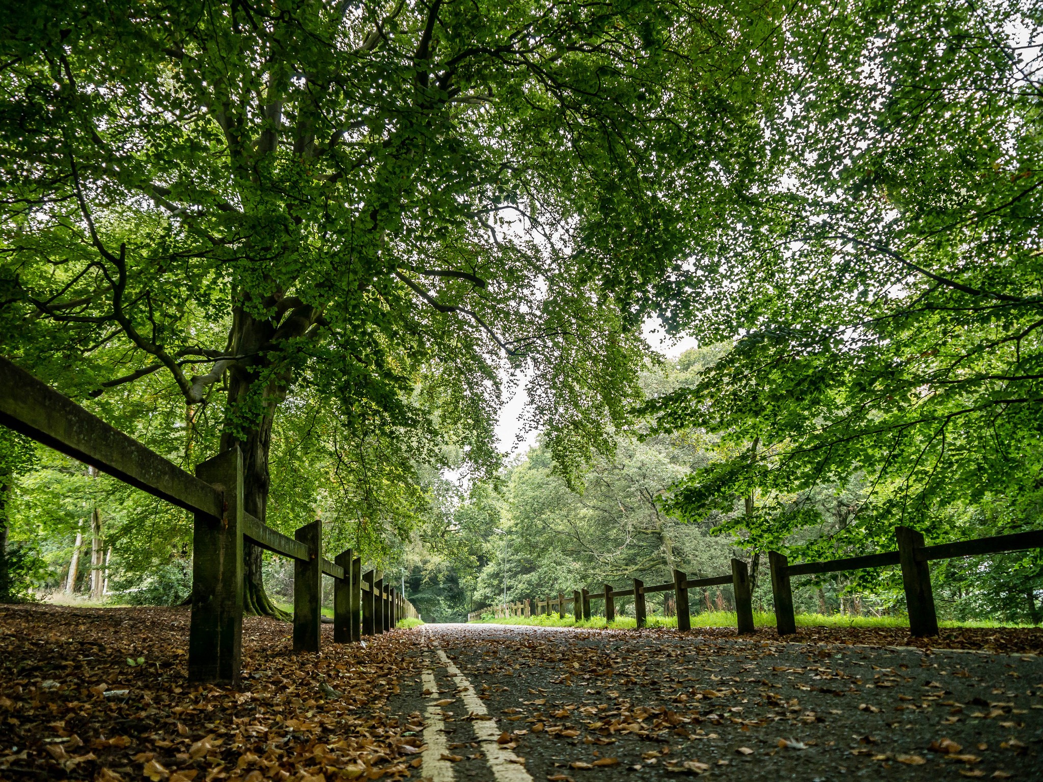 Road with fence and trees in autumn HD Wallpaper