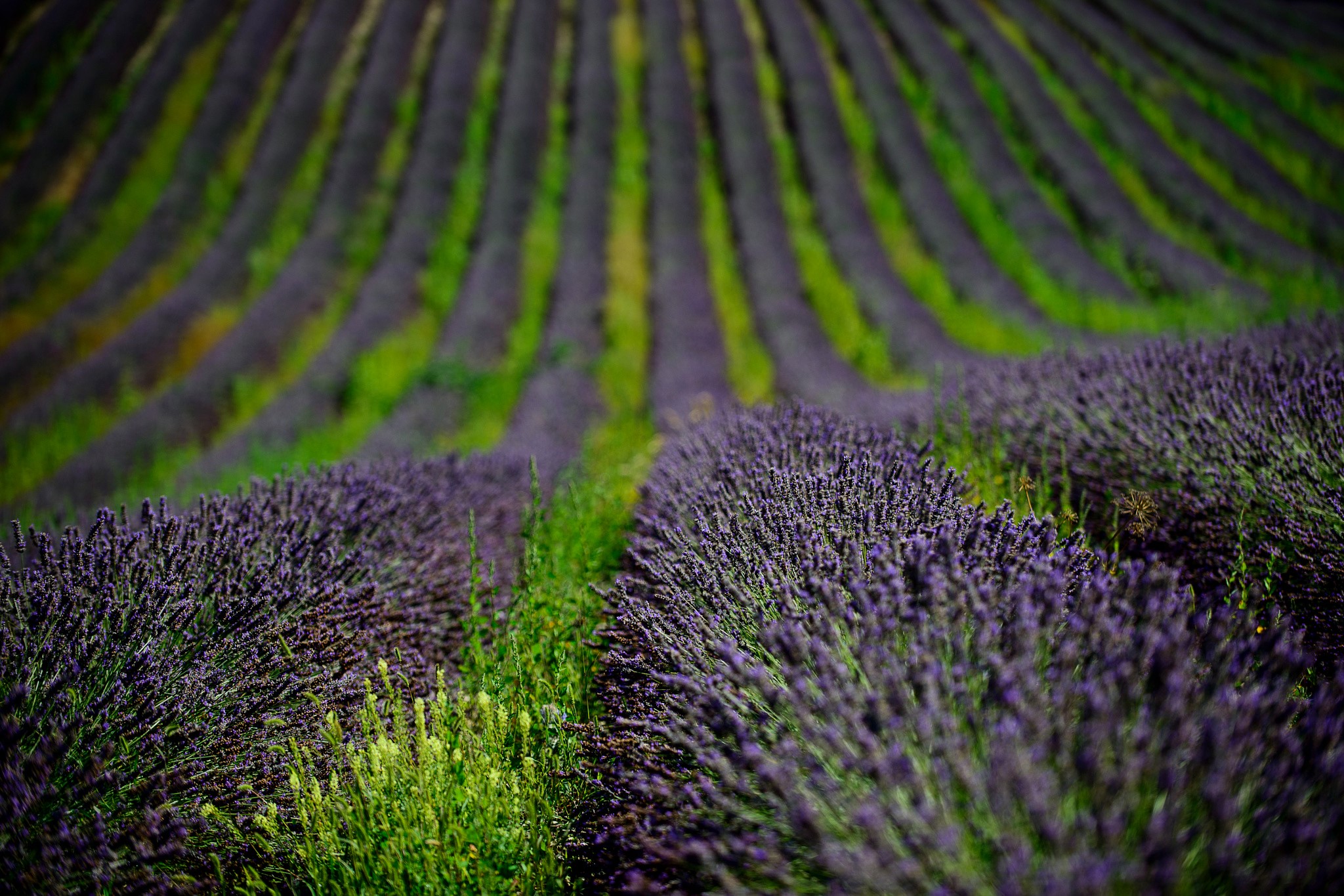 Lavender Fields HD Wallpaper