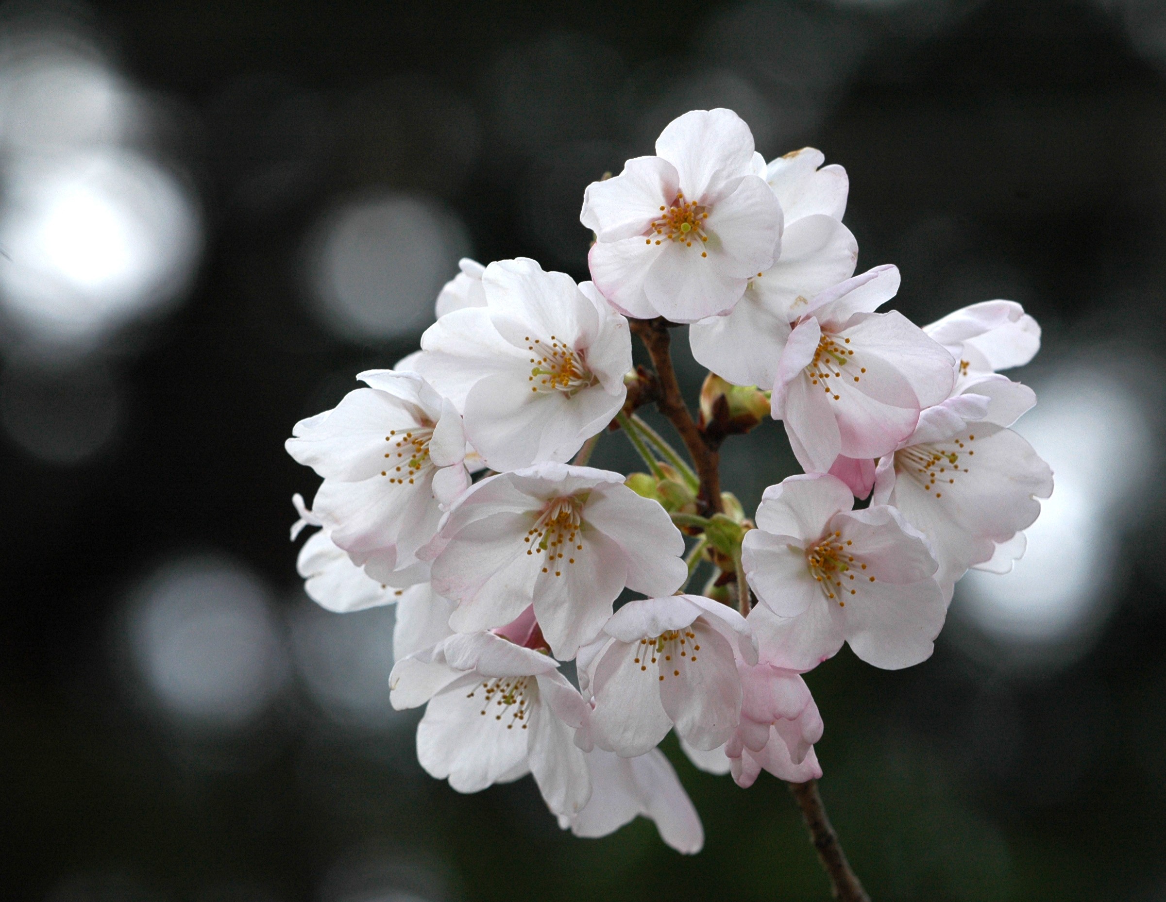Close-up of white cherry blossoms on a branch HD Wallpaper