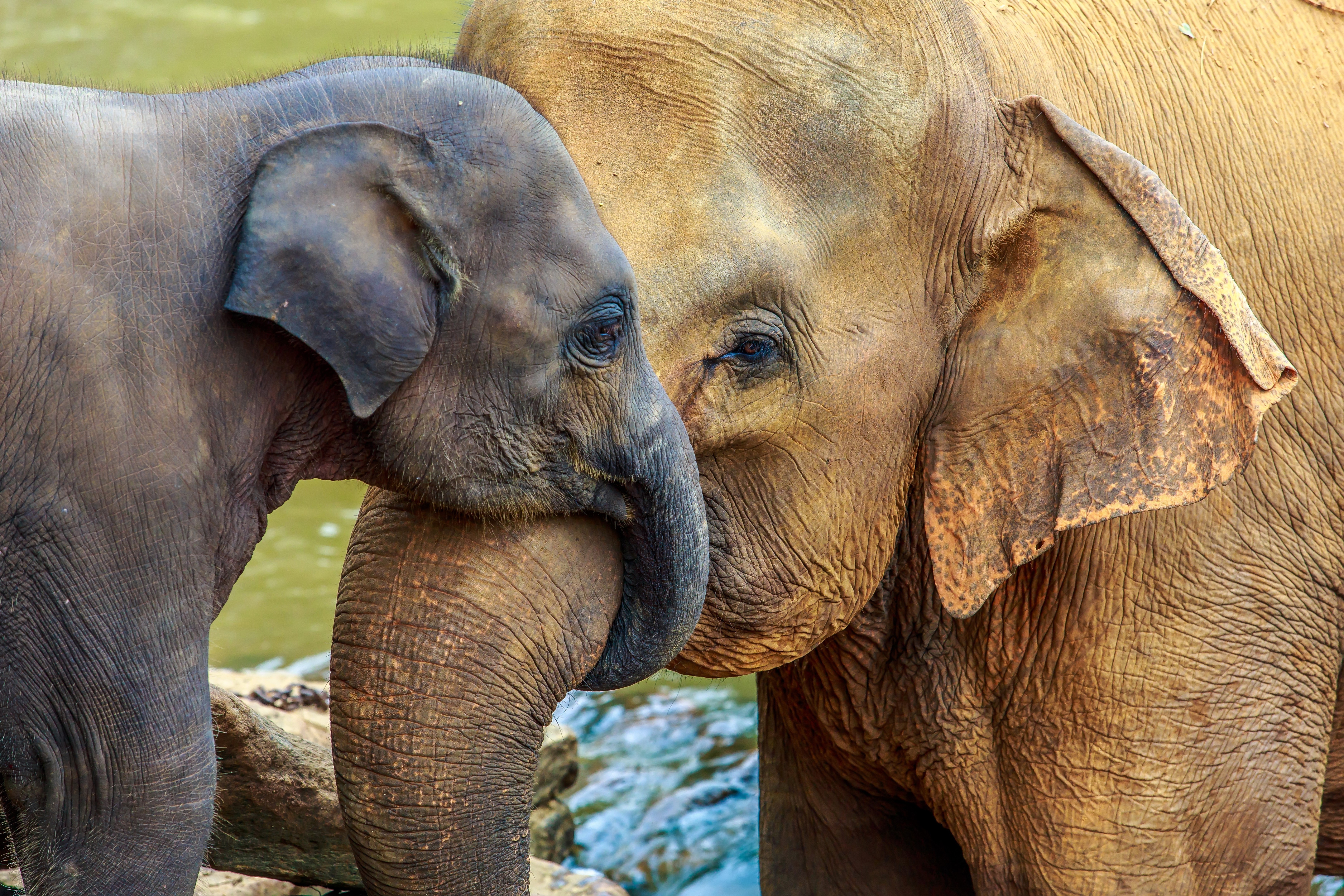 Two elephants, one adult and one cub, embracing HD Wallpaper