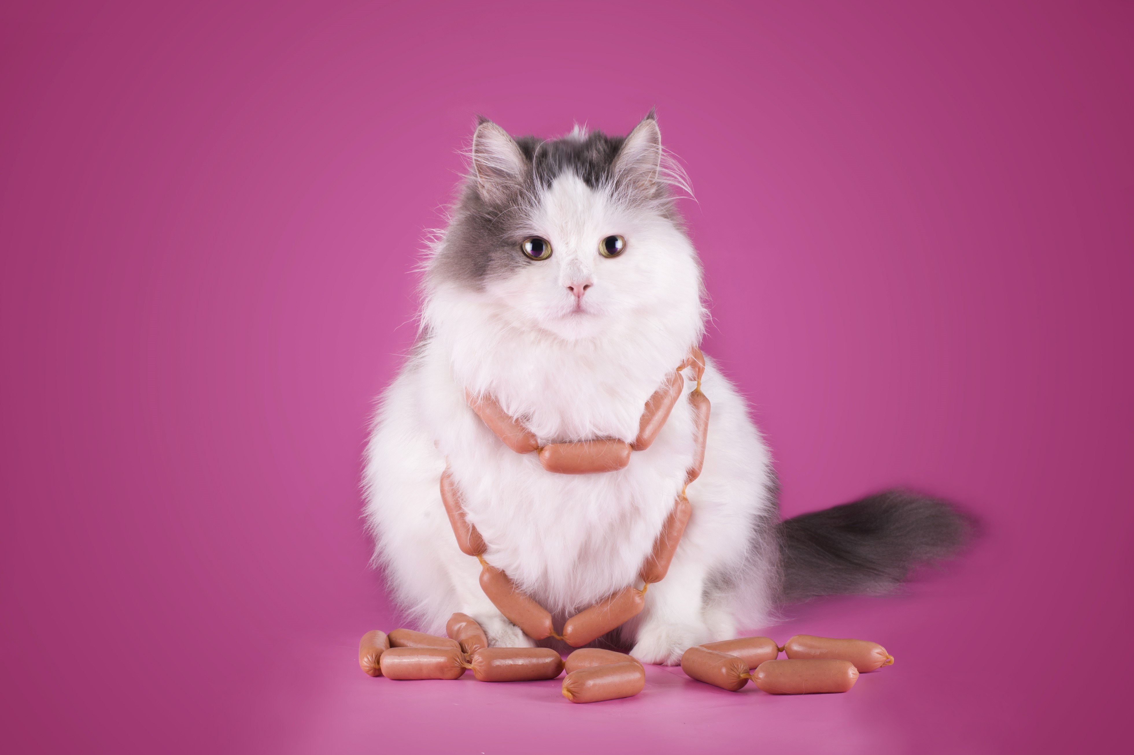 Fluffy cat with sausages on pink background HD Wallpaper