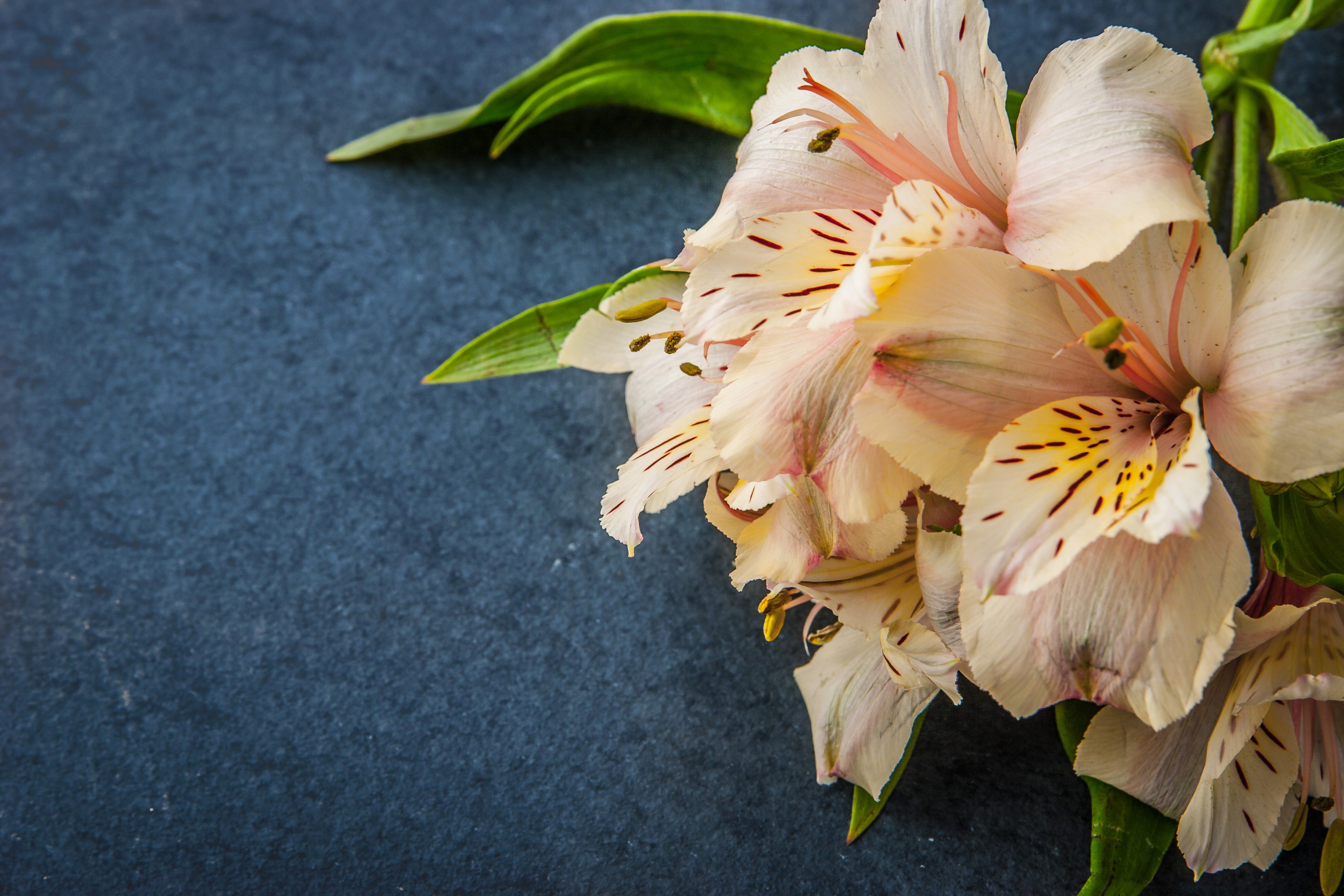 Alstroemeria flowers on a dark background HD Wallpaper