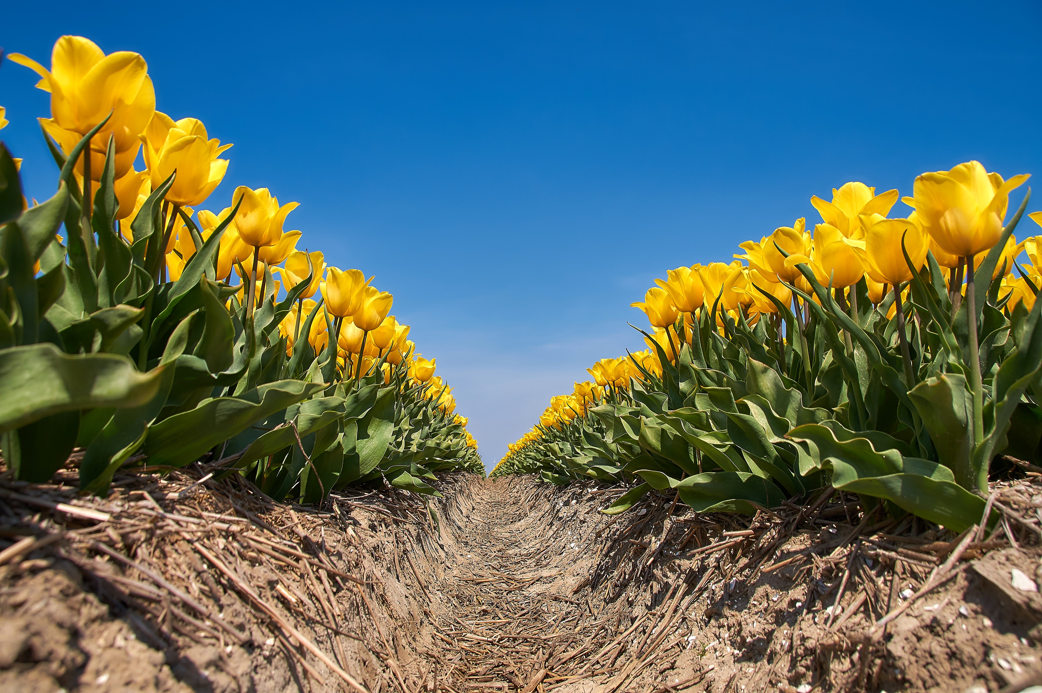 Yellow Tulips Field Under Blue Sky HD Wallpaper