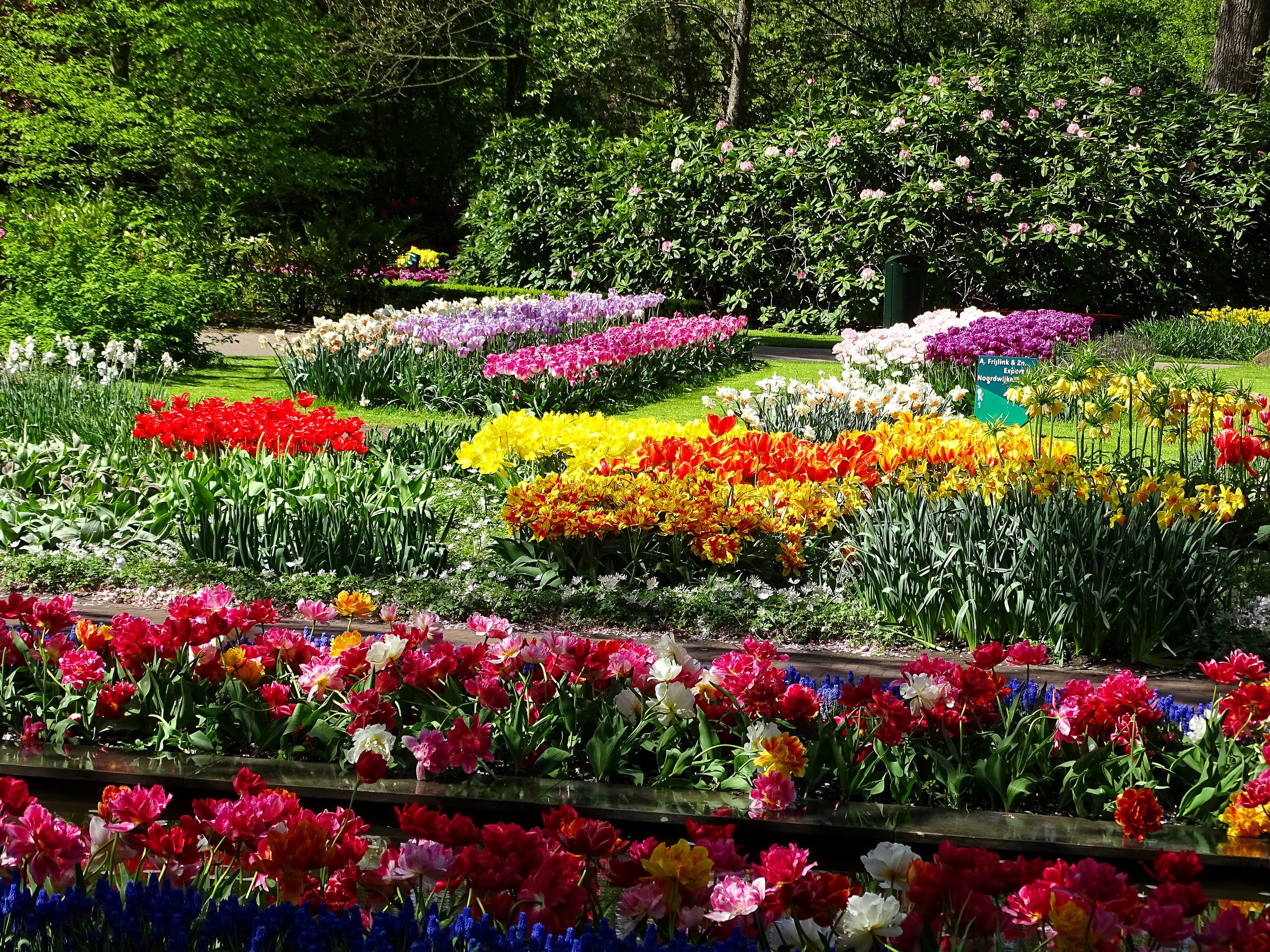 Keukenhof Gardens in the Netherlands with Tulips and Daffodils HD Wallpaper