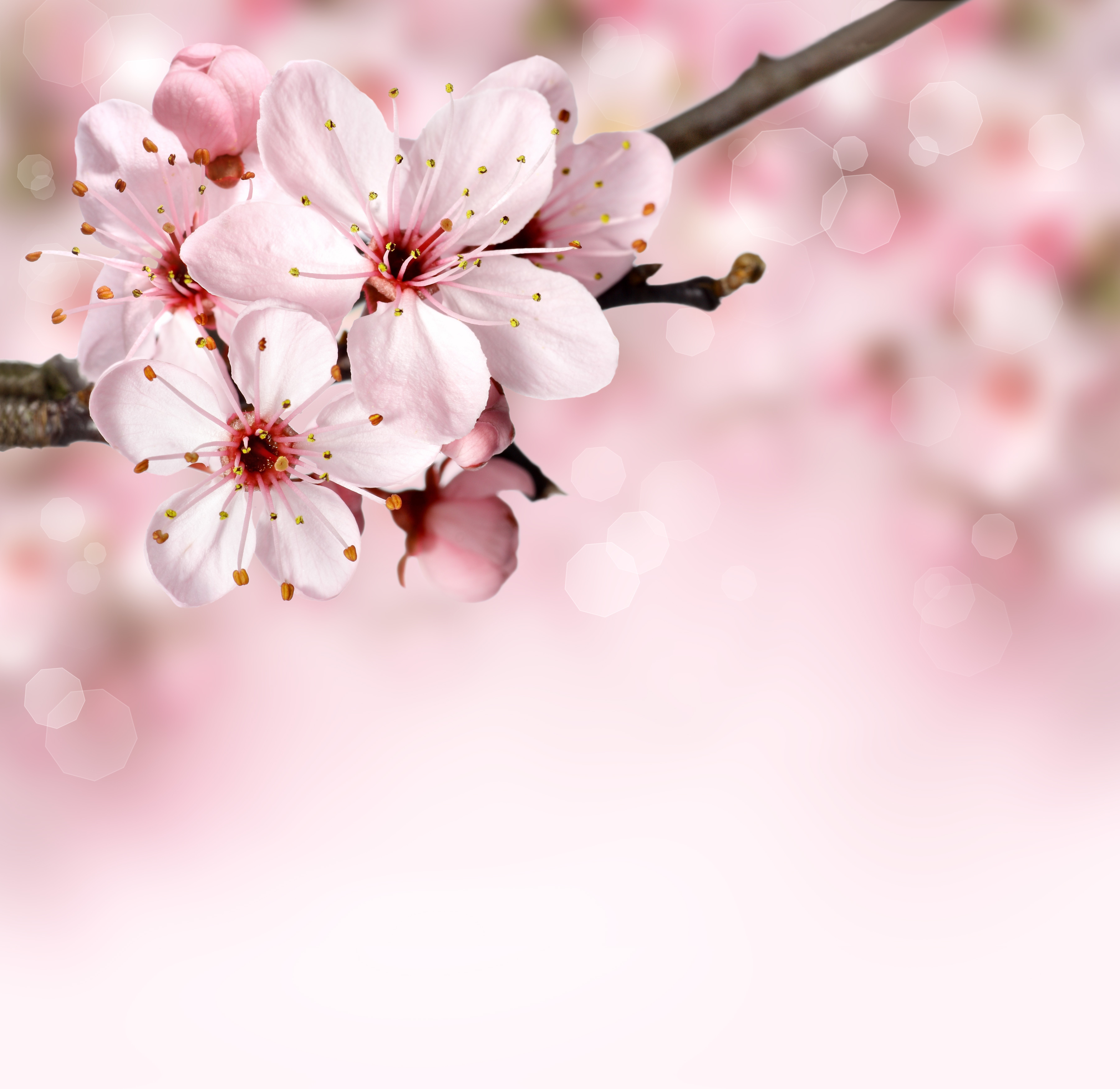 Sakura flowers on a branch HD Wallpaper