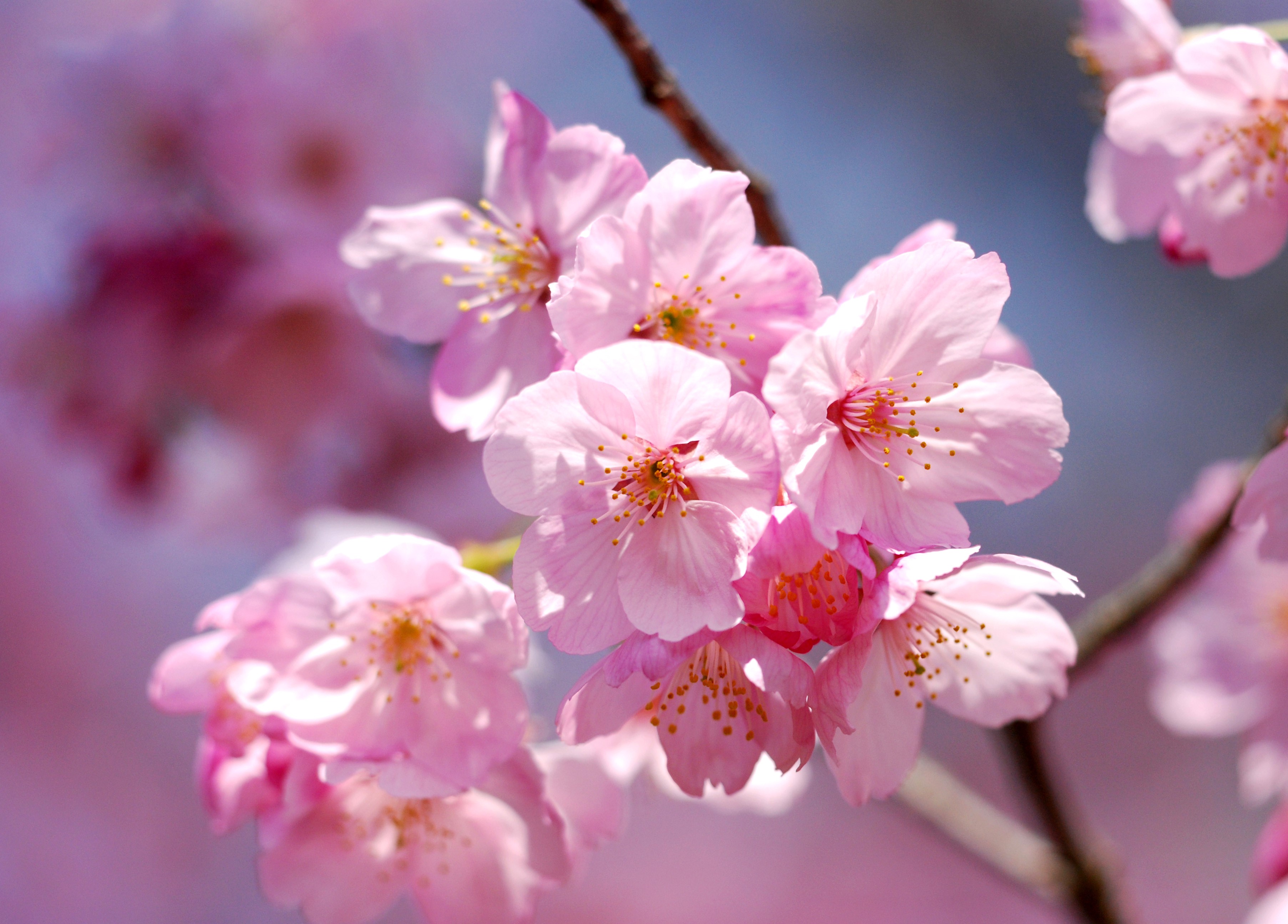 Close-up of pink cherry blossoms on a branch HD Wallpaper