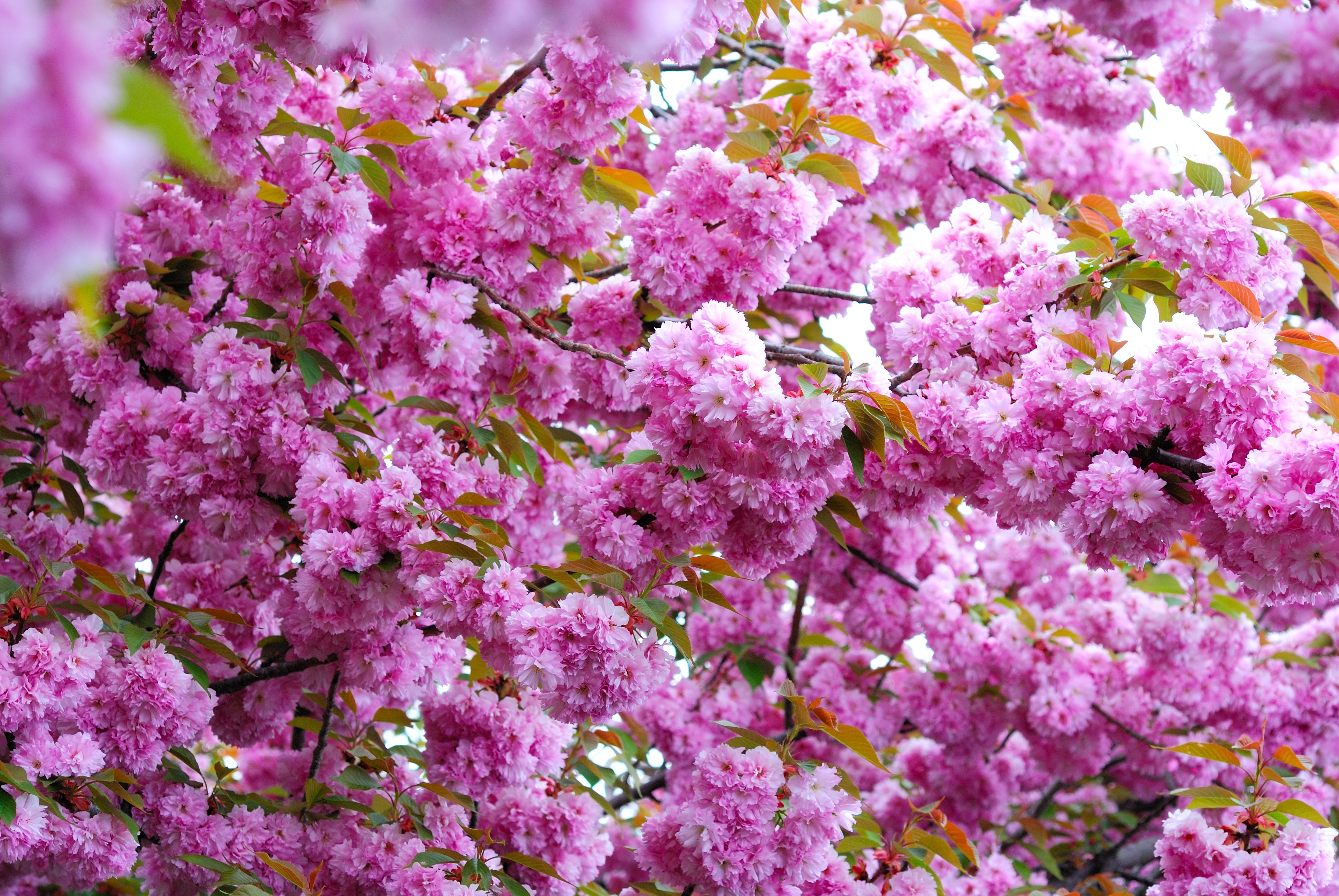 4K Pink Sakura Flowering Trees HD Wallpaper