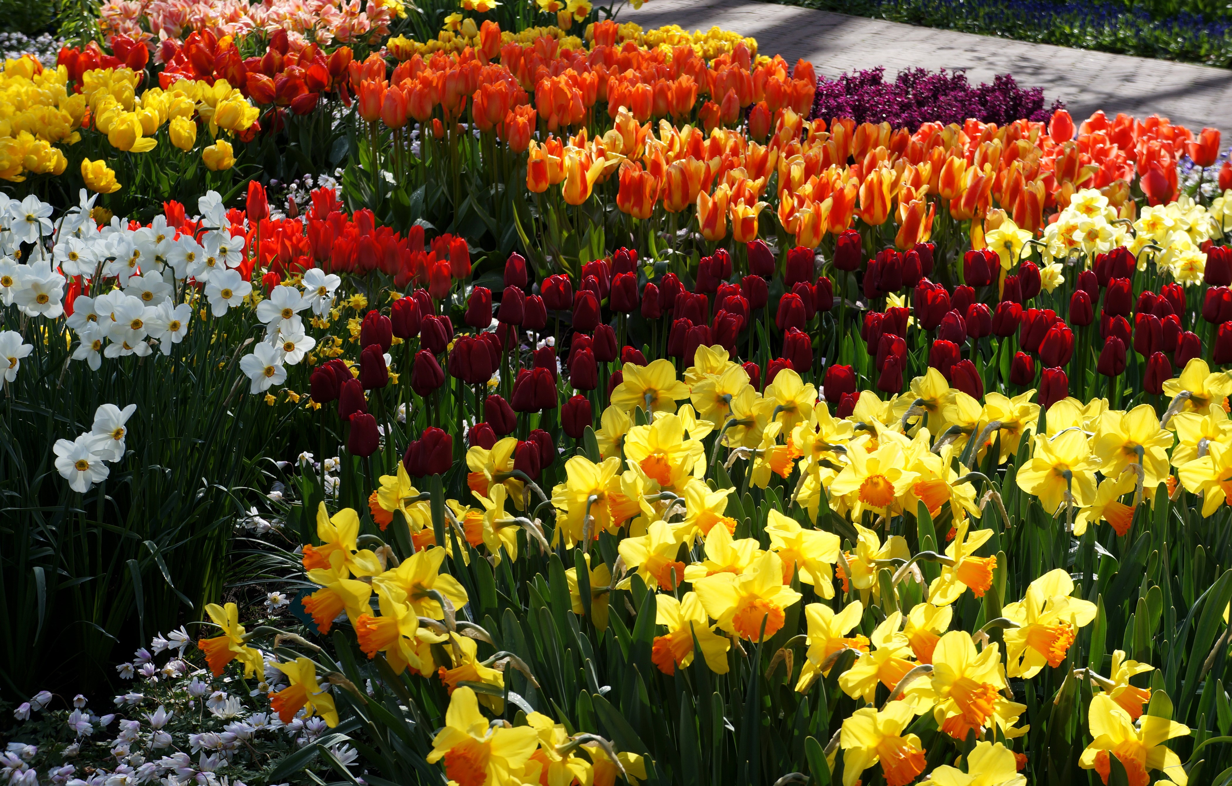 4K Keukenhof Netherlands Tulips and Daffodils HD Wallpaper