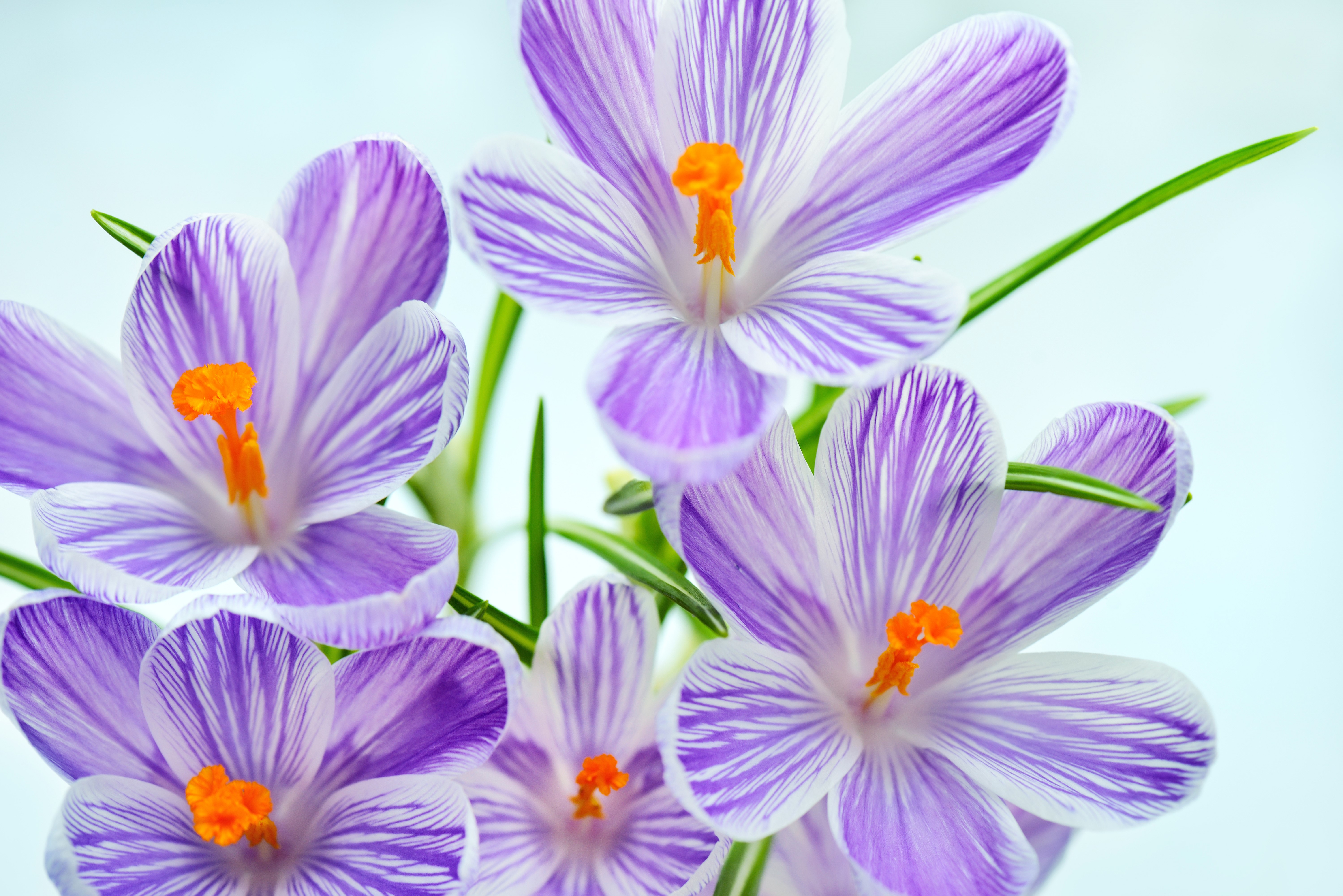 Crocuses with purple and white stripes HD Wallpaper