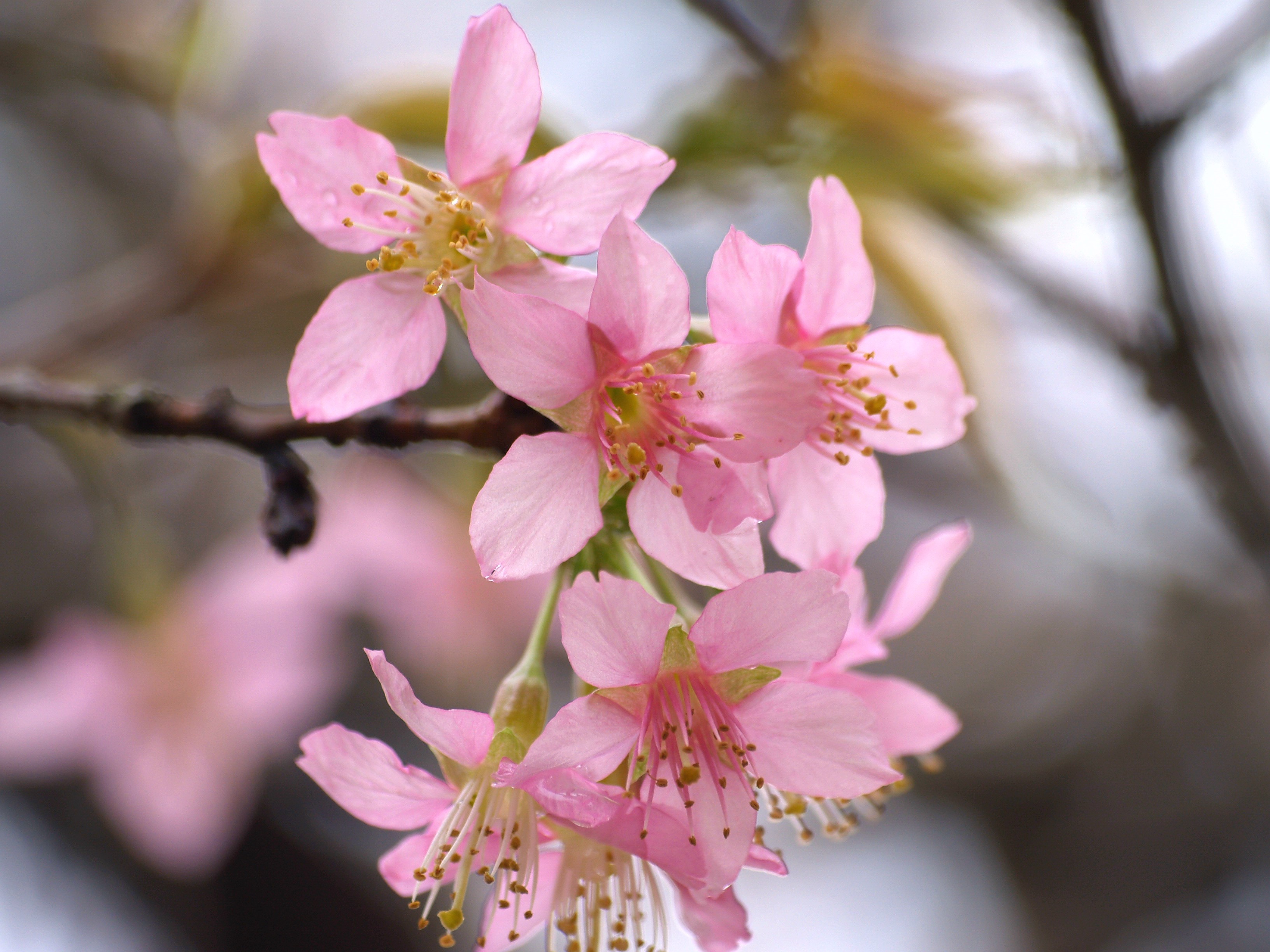Pink cherry blossoms on a branch HD Wallpaper