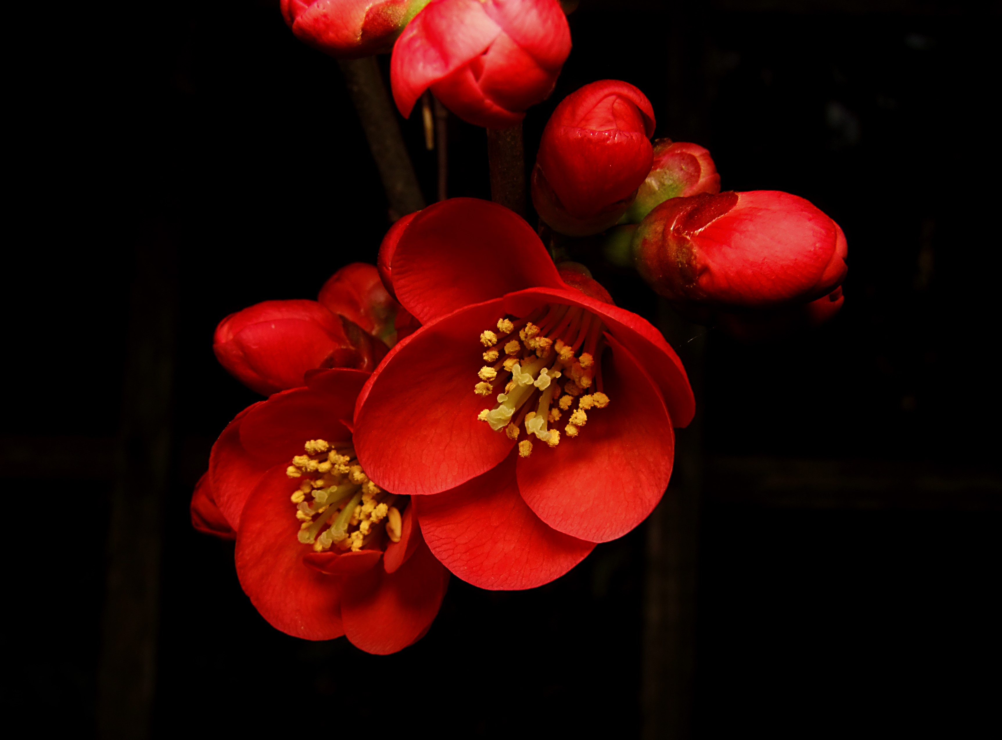 Red quince flowers with yellow stamens on black background HD Wallpaper
