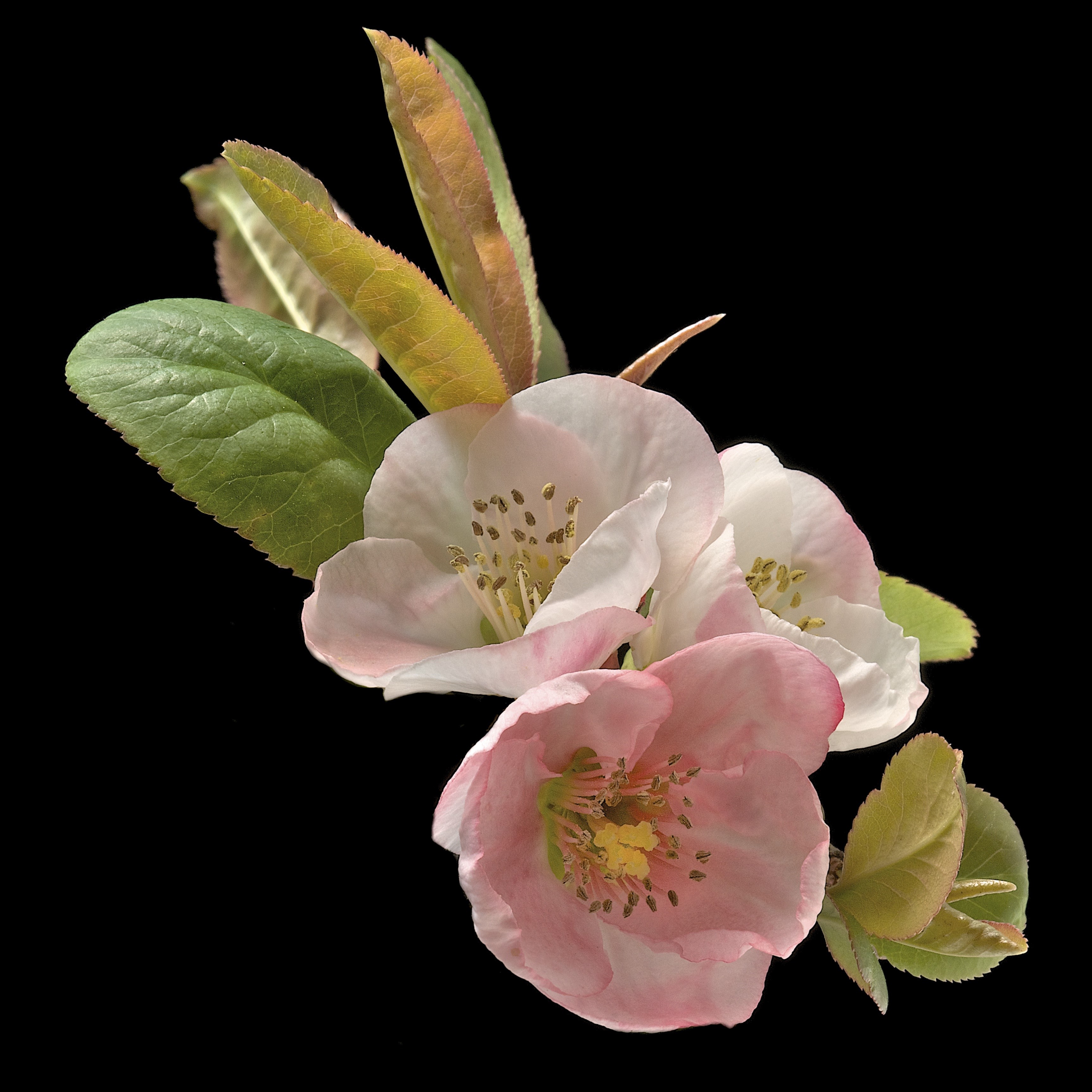 Pink and white quince flowers with green leaves on black background HD Wallpaper