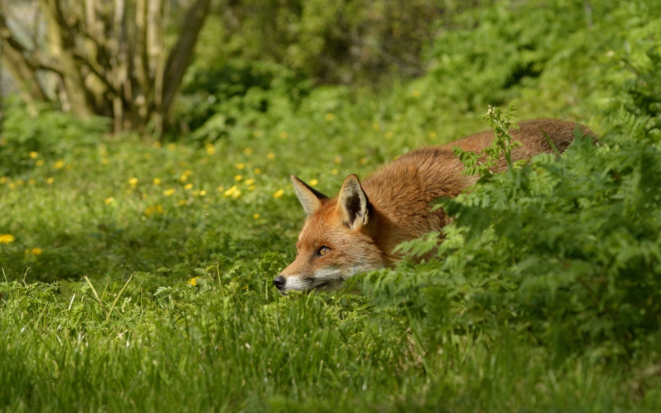 Red fox peeking through green foliage in a grassy field HD Wallpaper