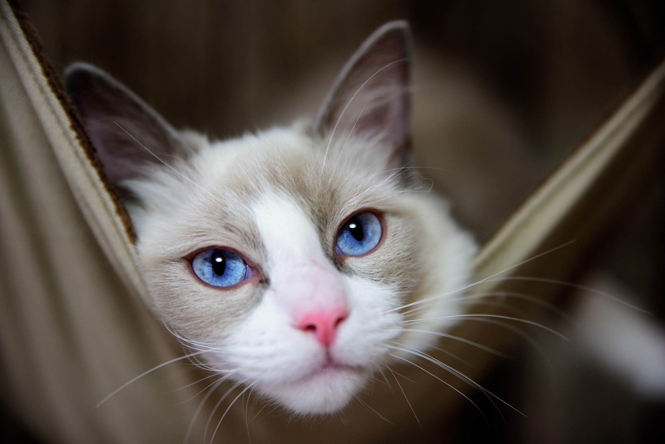 Ragdoll cat with blue eyes in a hammock HD Wallpaper