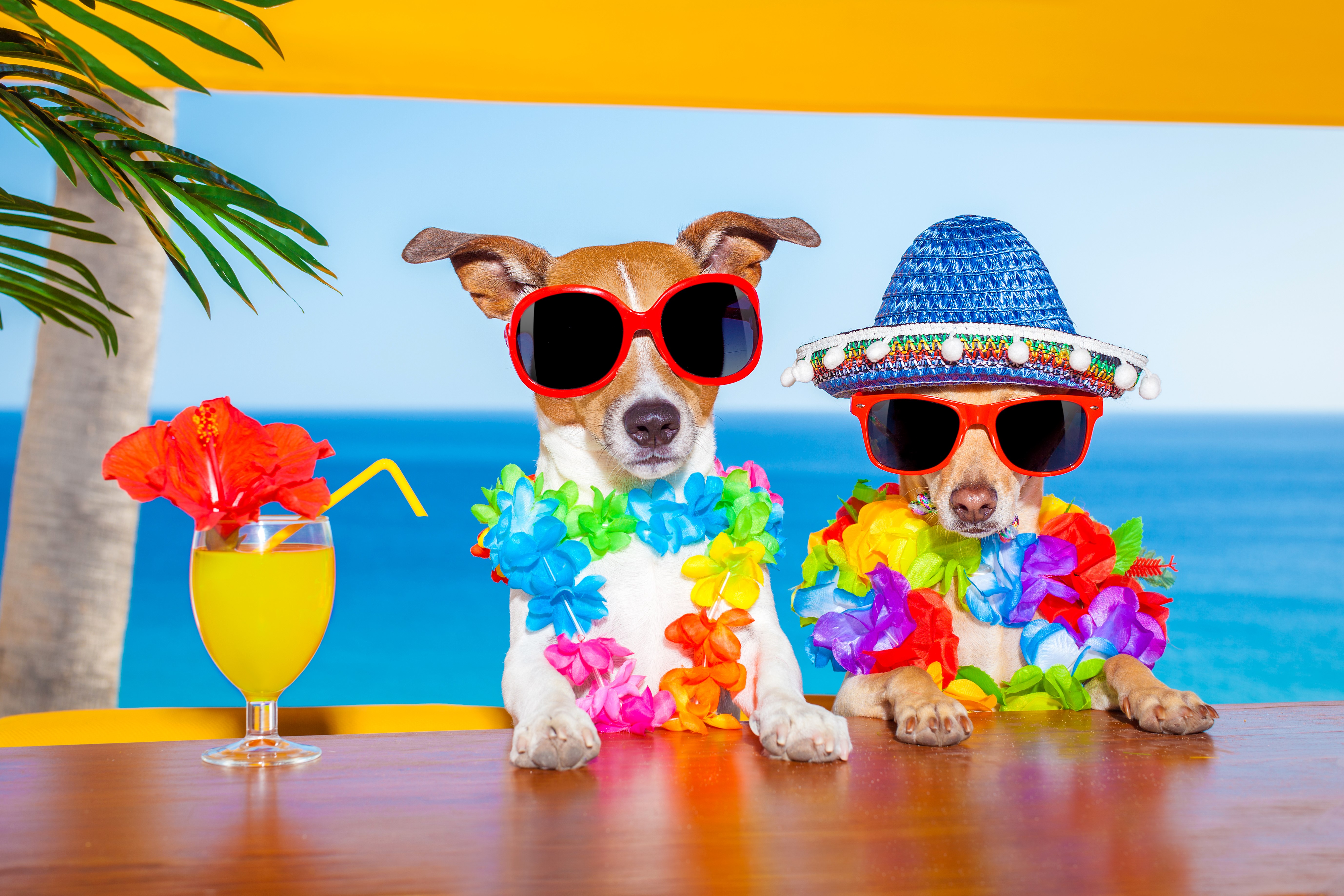 Two dogs in sunglasses and leis at the beach HD Wallpaper