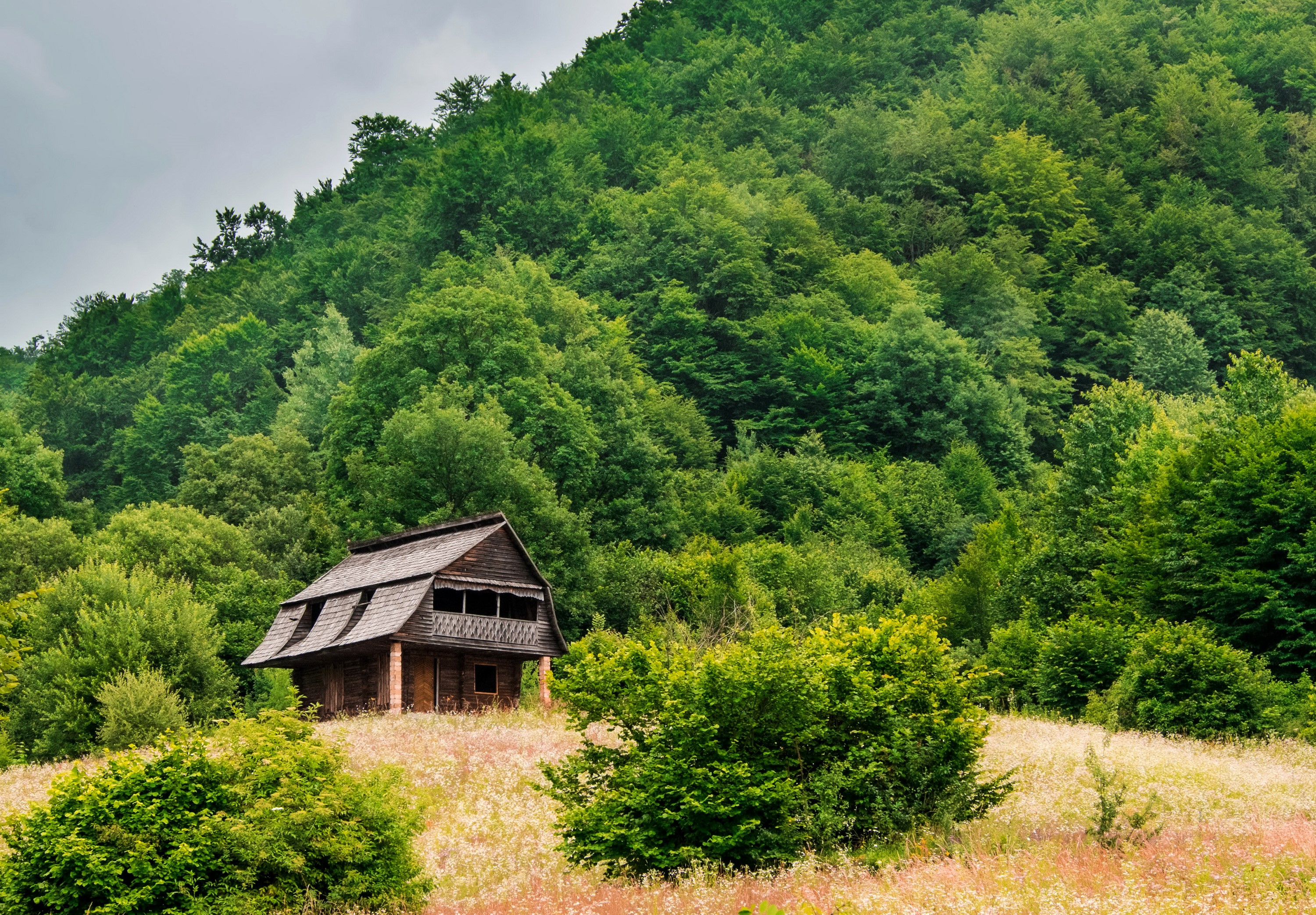 Wooden house in a lush green forest HD Wallpaper