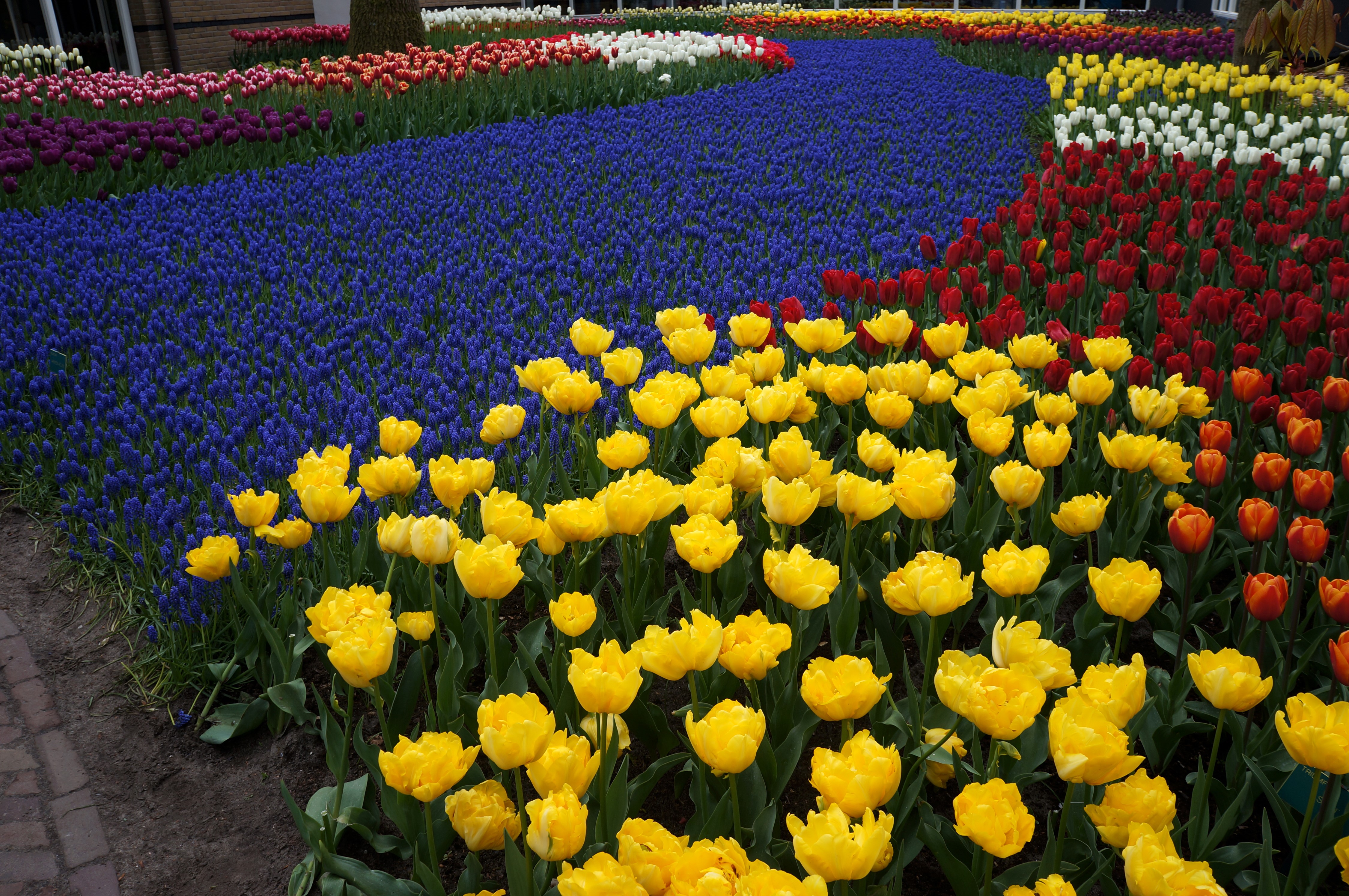 4K Vibrant Tulips and Hyacinths at Keukenhof, Netherlands HD Wallpaper