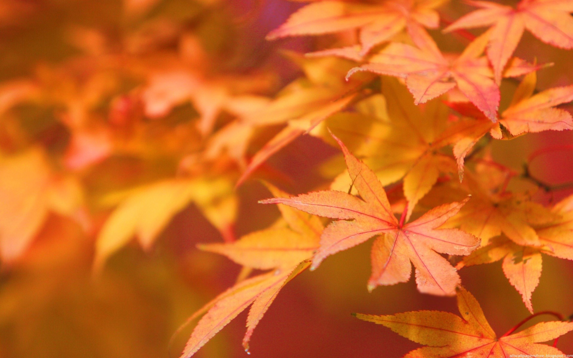 Close-up of autumn maple leaves in warm colors HD Wallpaper