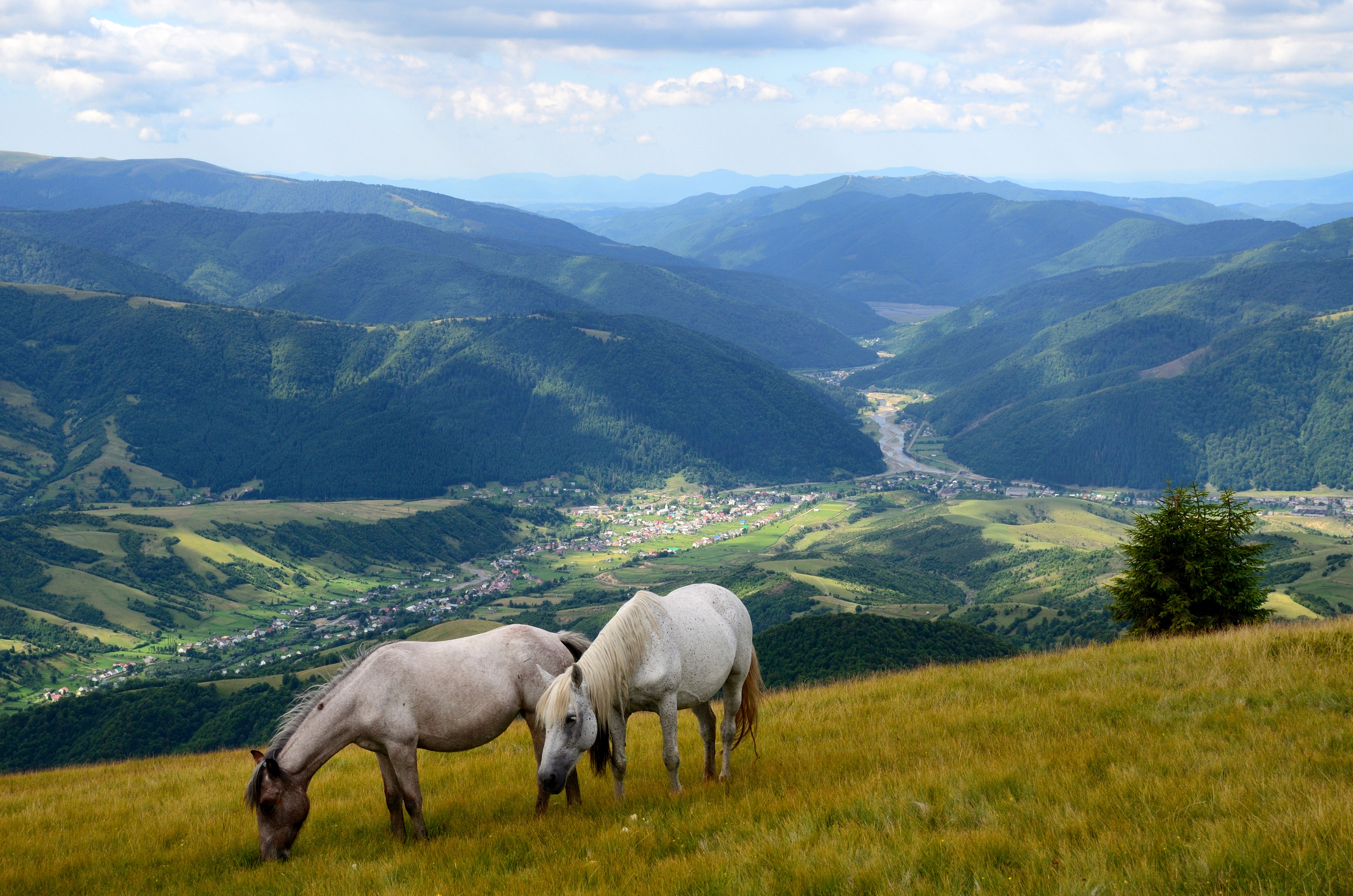 Two horses grazing in mountain grasslands HD Wallpaper