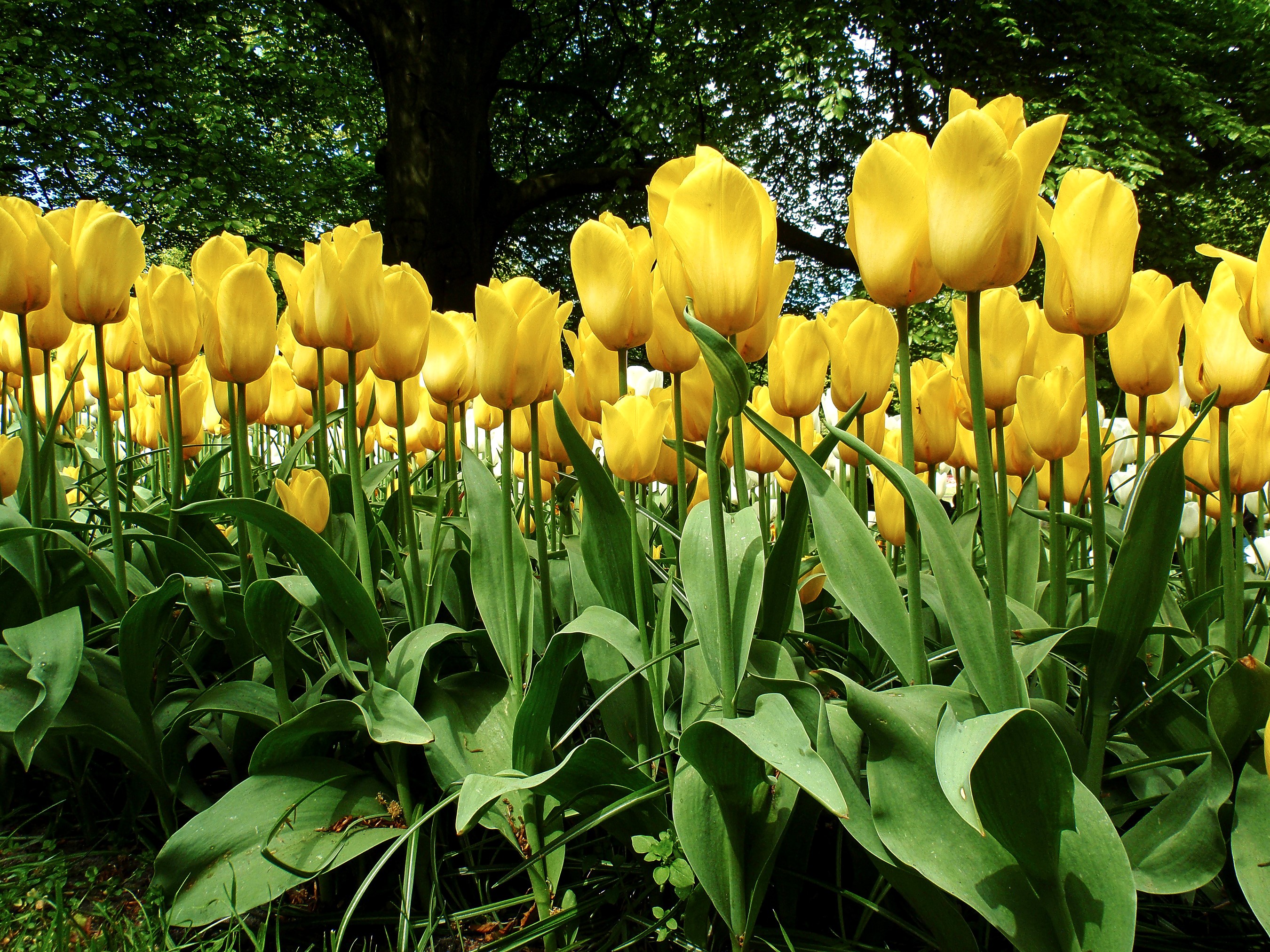 Field of Yellow Tulips in a Garden HD Wallpaper