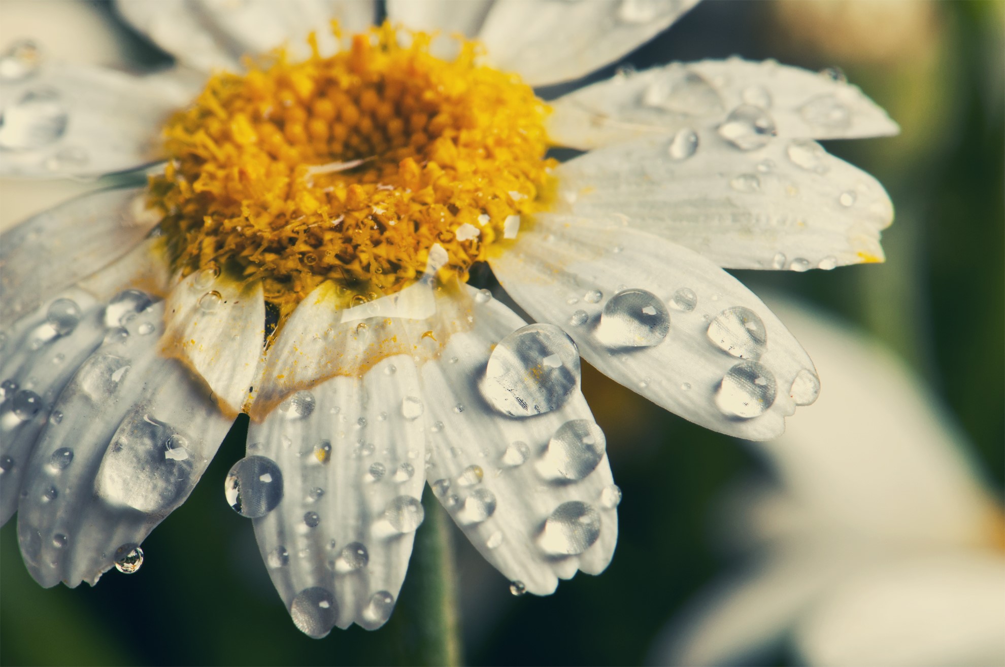 Daisy with water drops macro shot HD Wallpaper