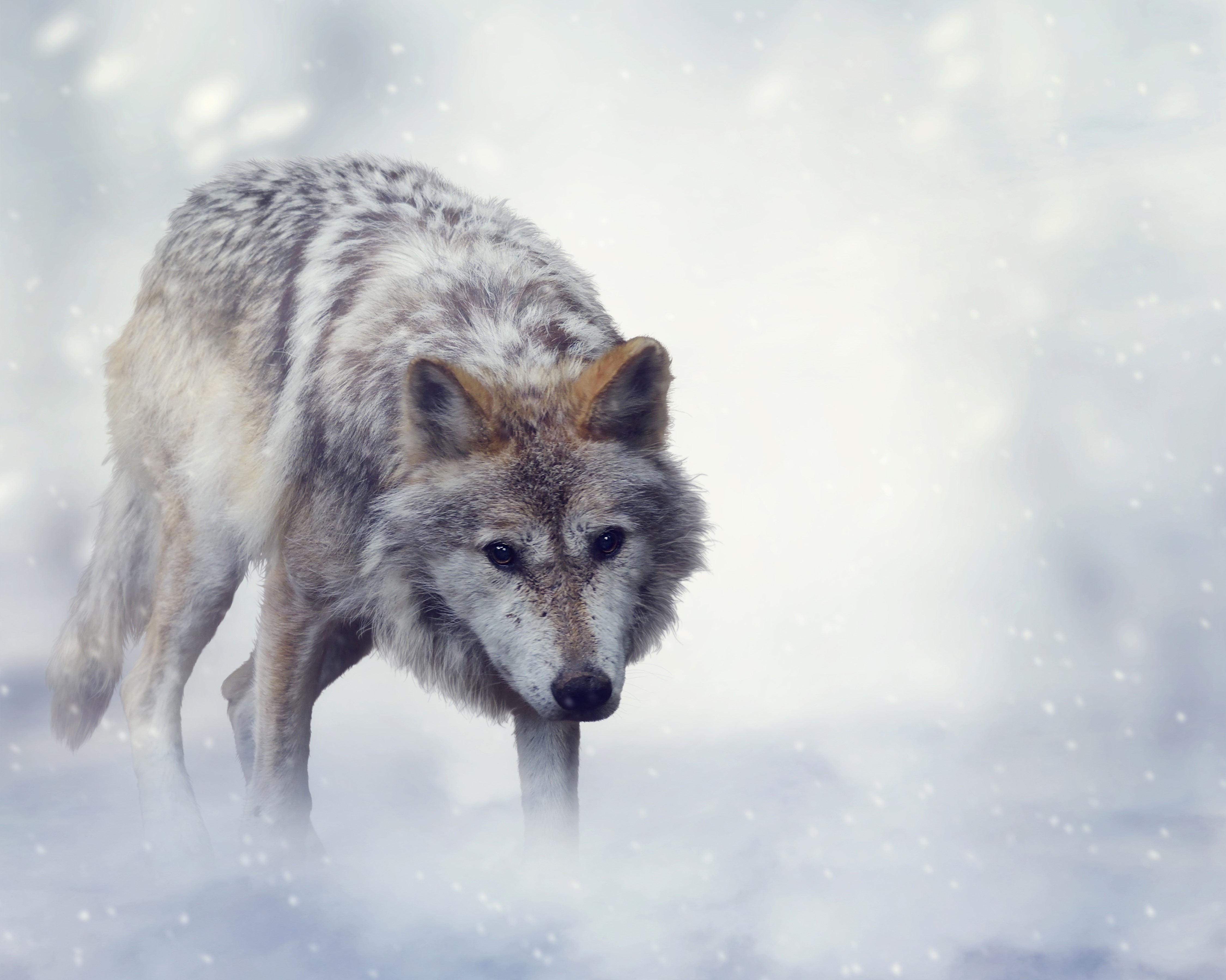 4K Wolves in Snow HD Wallpaper