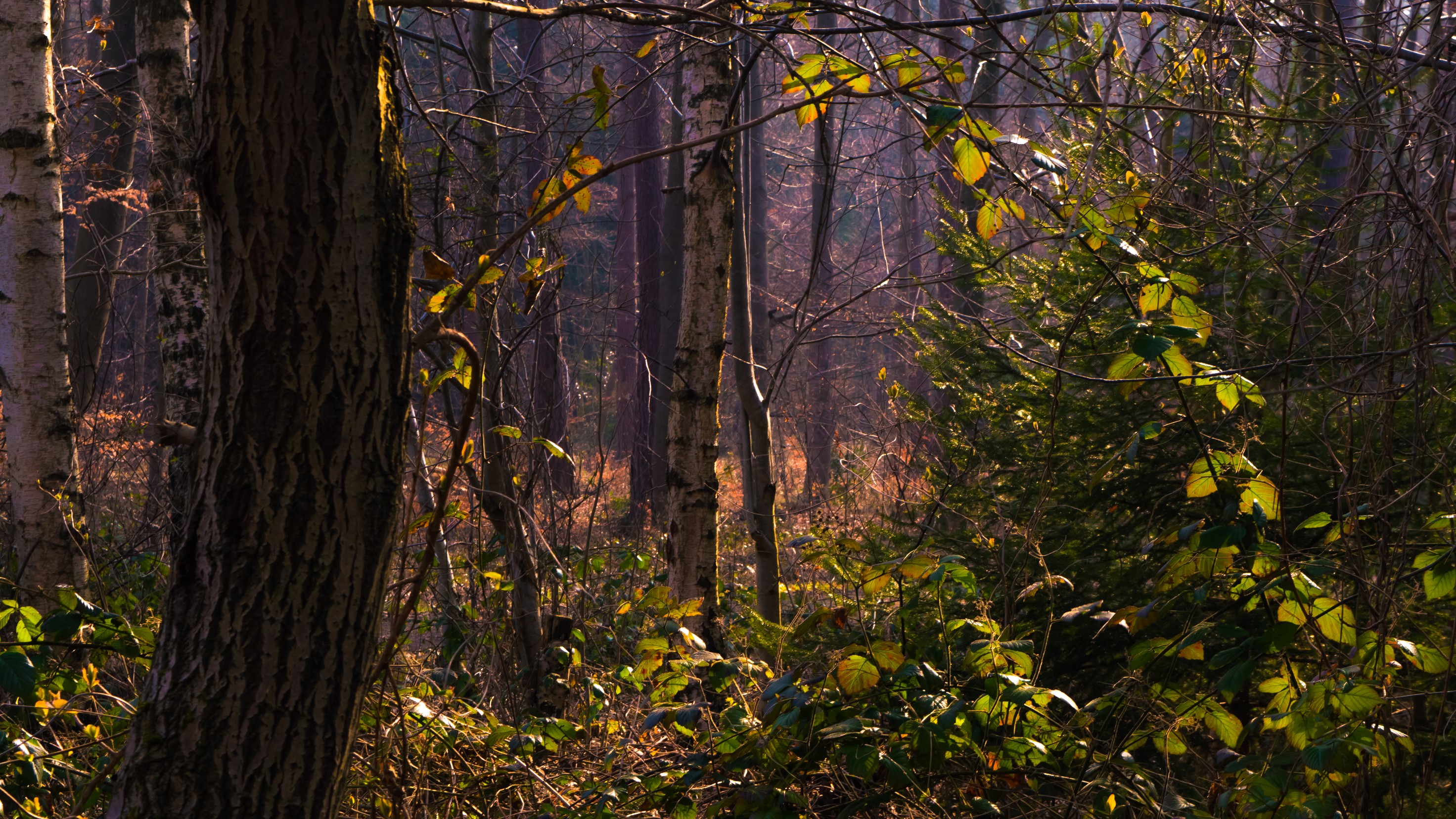 Sunlight filtering through a dense forest with trees and foliage HD Wallpaper