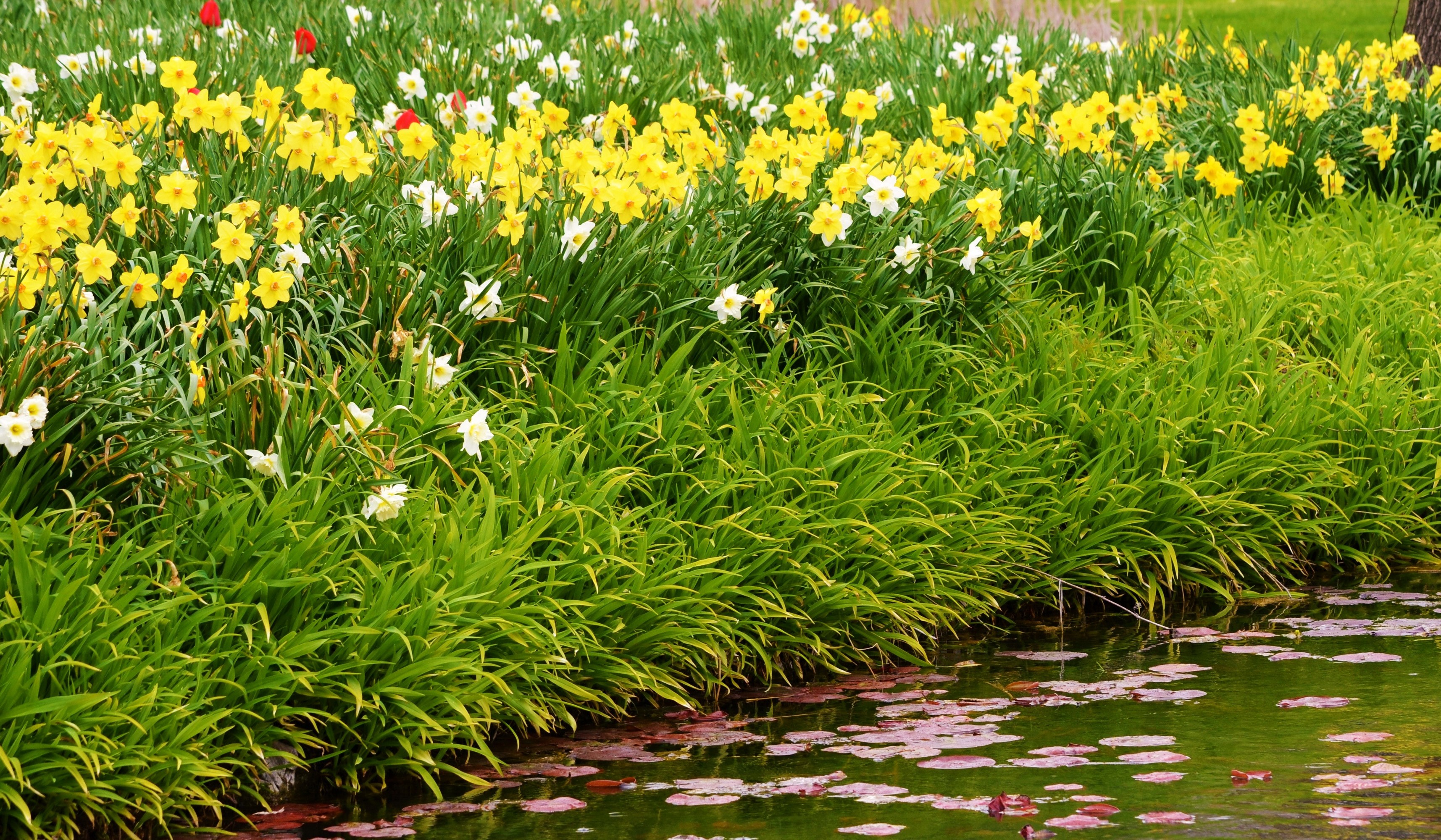 Yellow and white daffodils with green grass by a pond HD Wallpaper