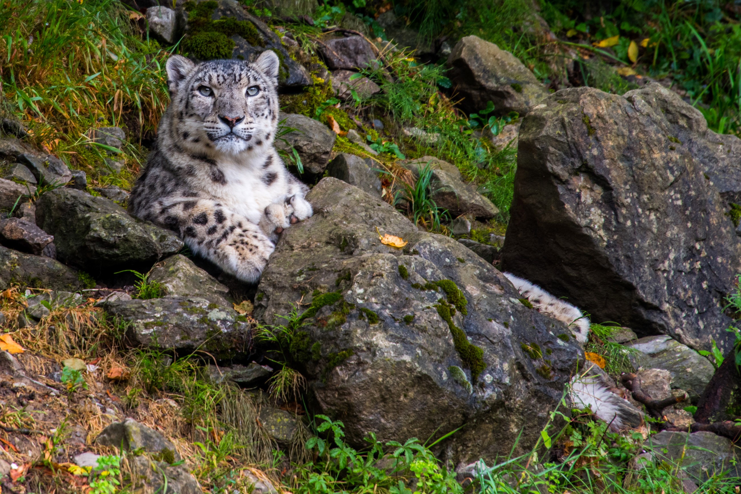 Snow leopard resting on rocks in a forest HD Wallpaper