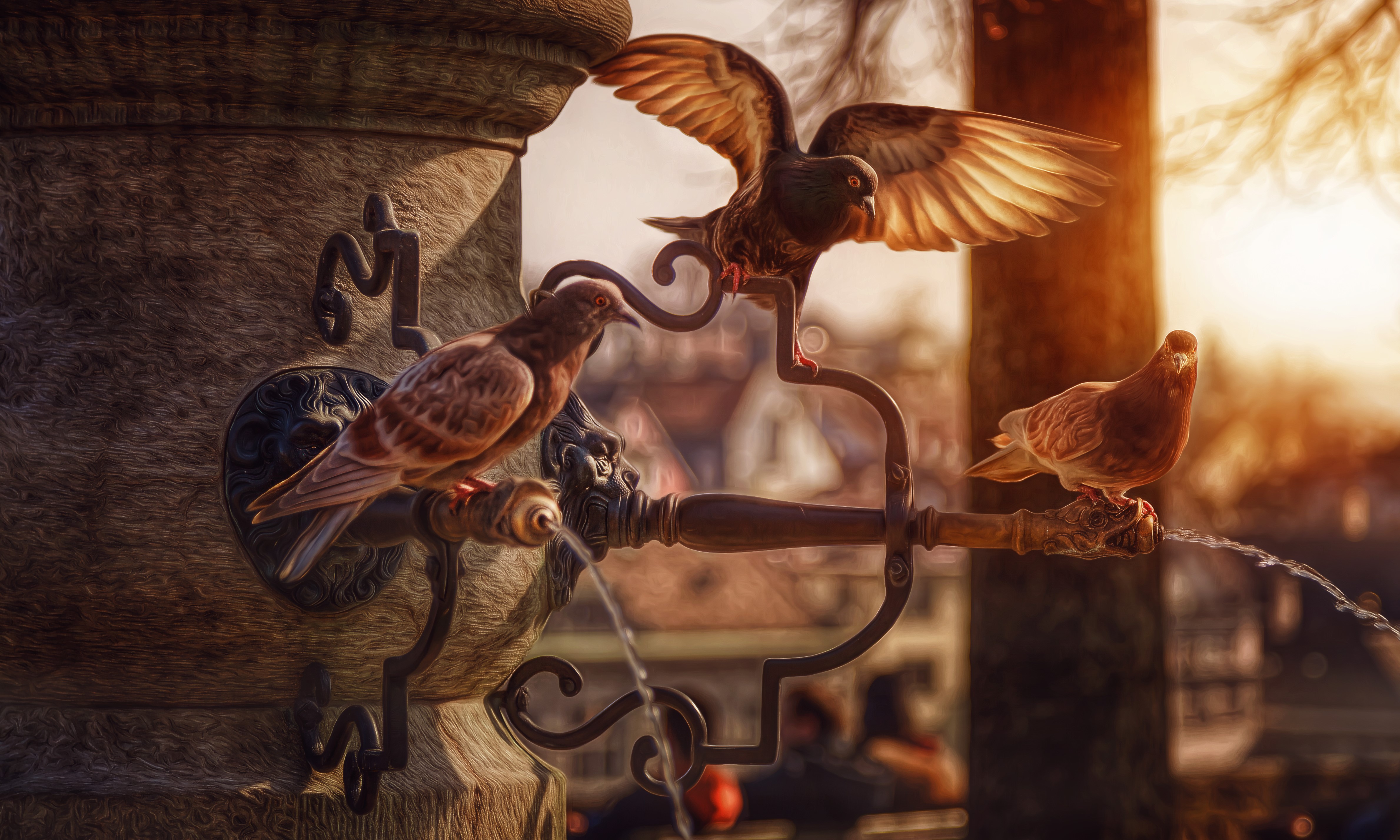 Three Pigeons at a Fountain HD Wallpaper