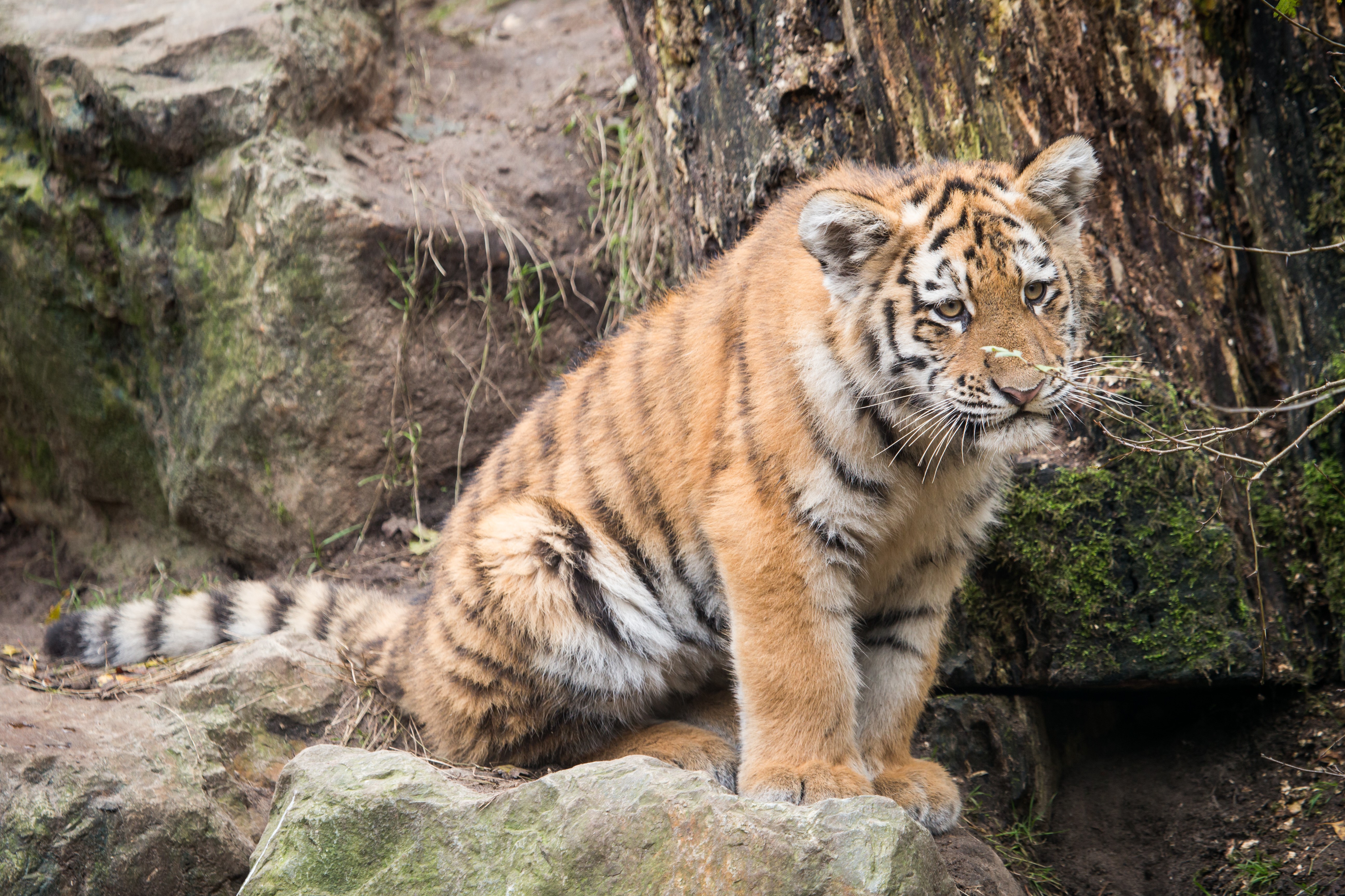 Tiger Cub Sitting on Rocks HD Wallpaper