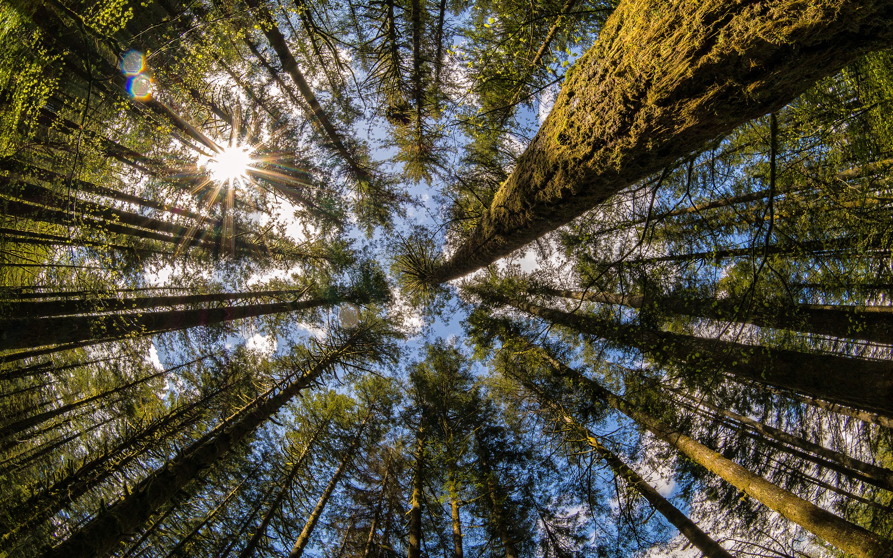 Looking up through tall trees in a forest HD Wallpaper