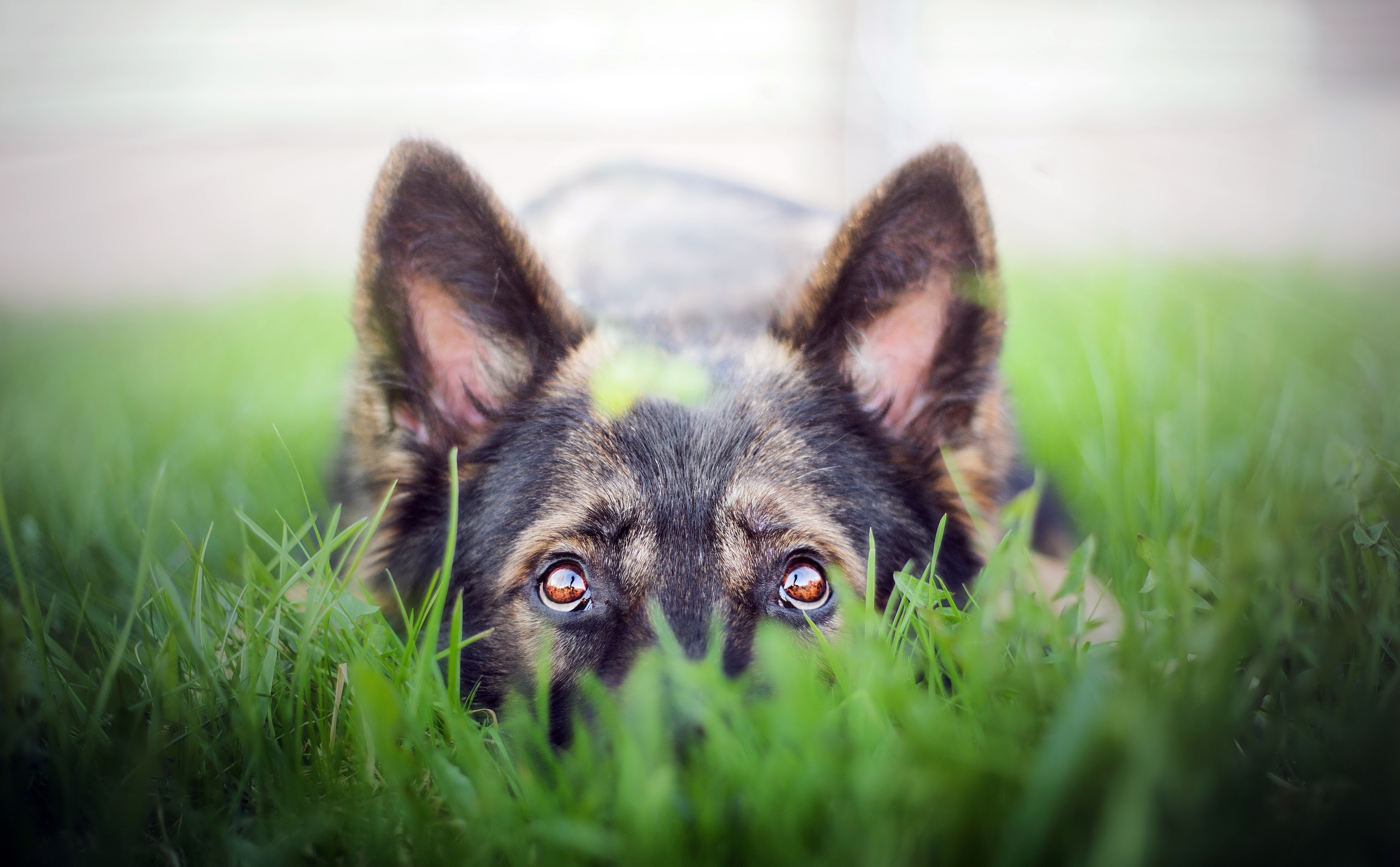 German Shepherd Dog Peeking Through Grass HD Wallpaper