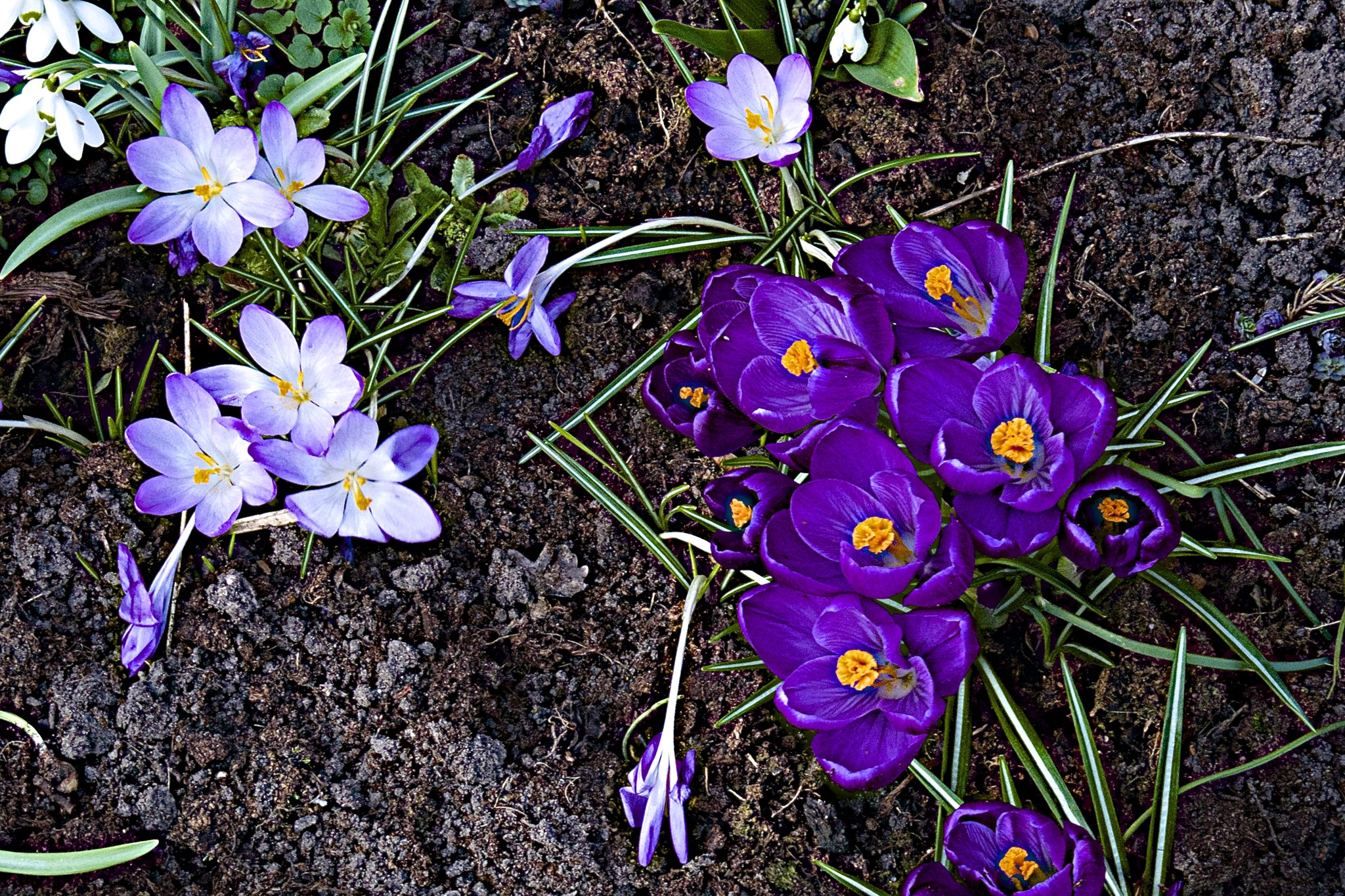 Purple and white crocuses blooming in soil HD Wallpaper