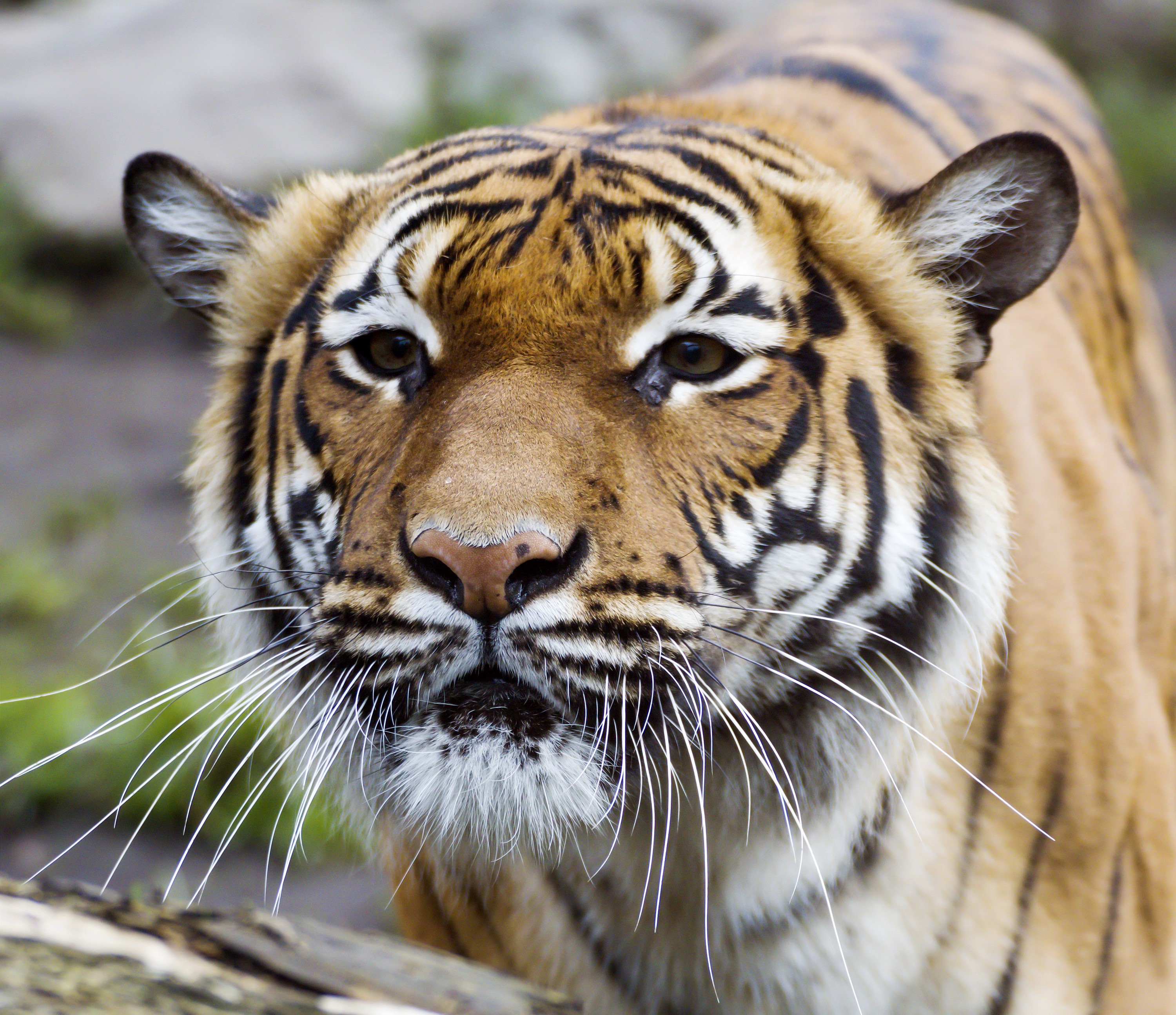 Close-up of a tiger's face HD Wallpaper