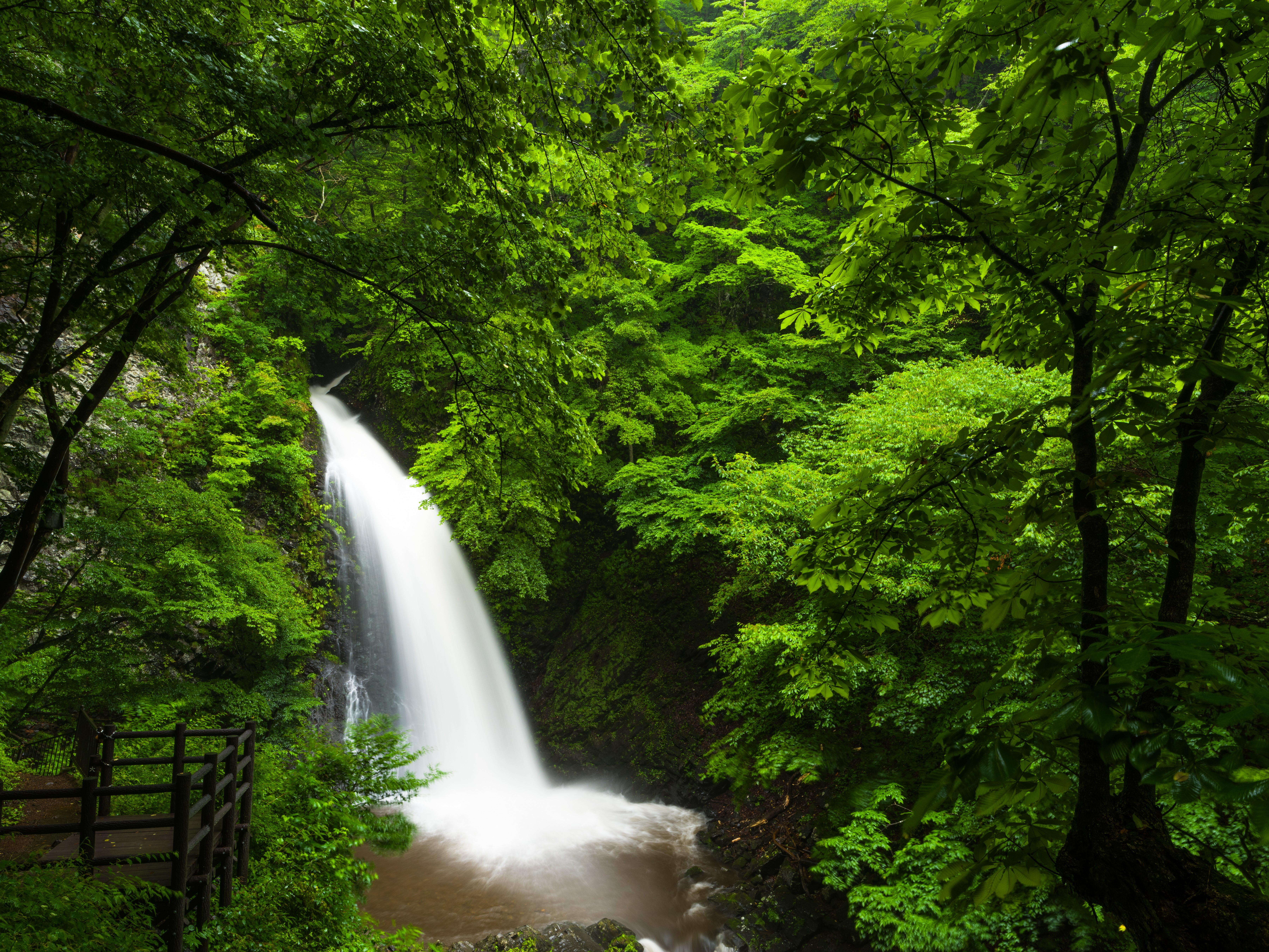 Waterfall in a lush green forest HD Wallpaper