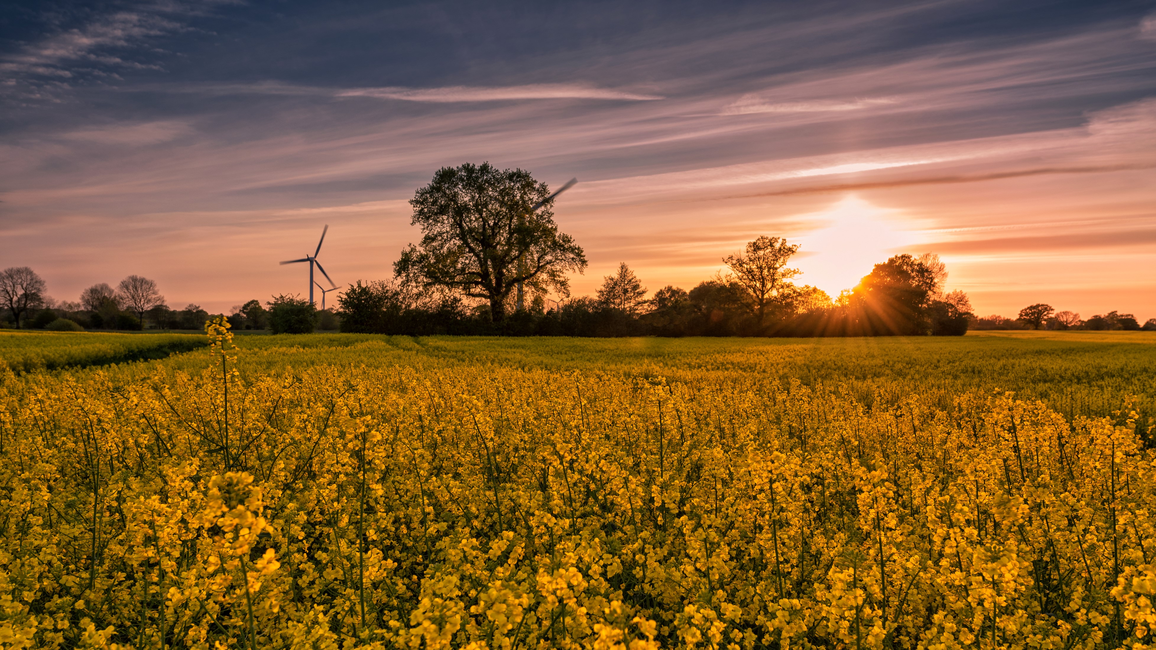 4K Rapeseed Field at Sunset with Wind Turbines HD Wallpaper