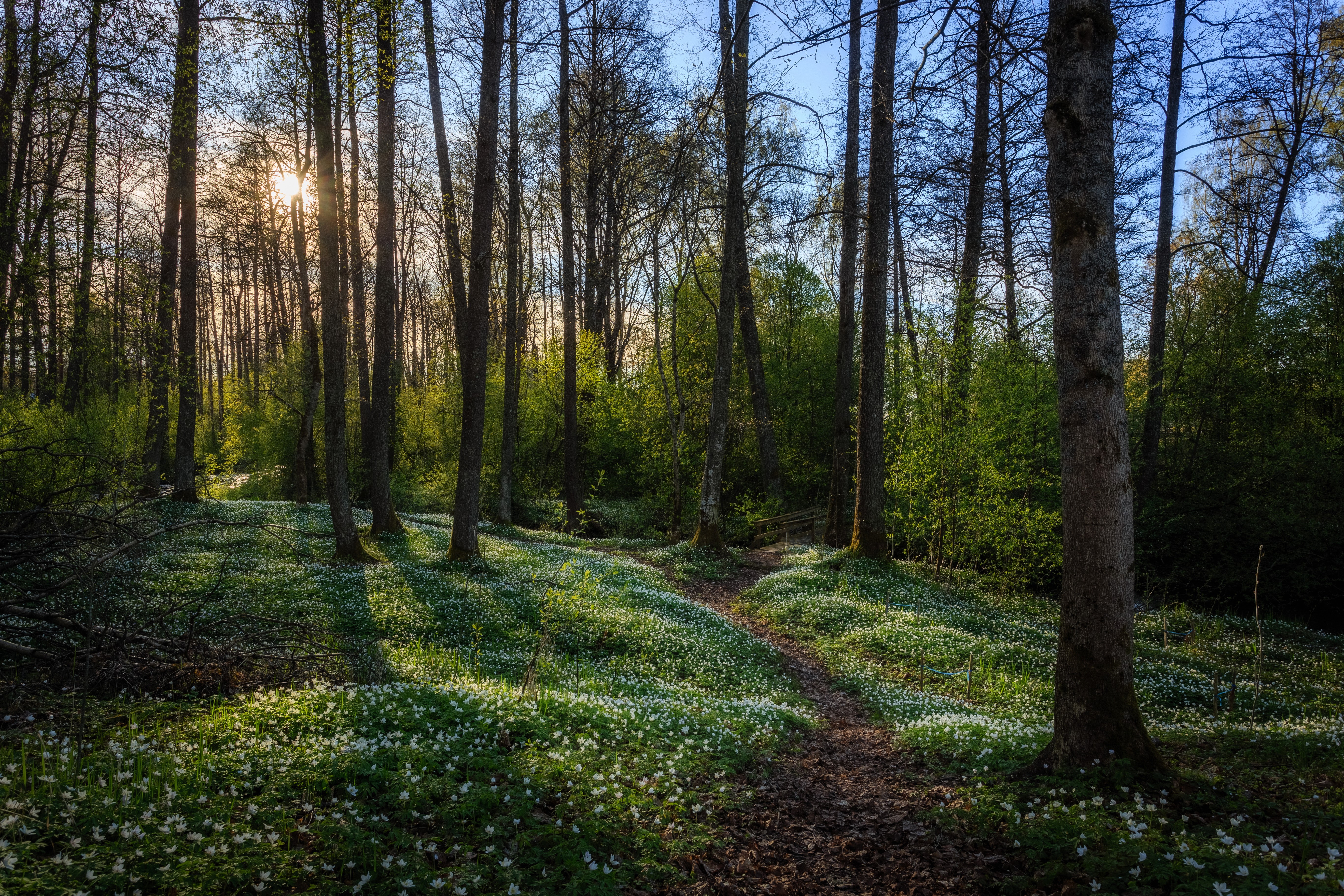 Forest path with white flowers and sunbeams HD Wallpaper
