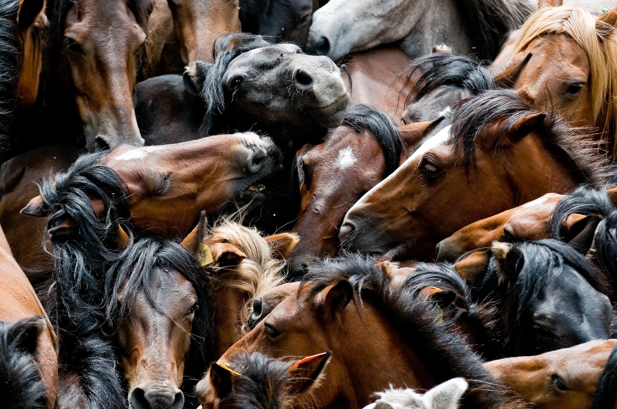 A close-up of a herd of horses HD Wallpaper
