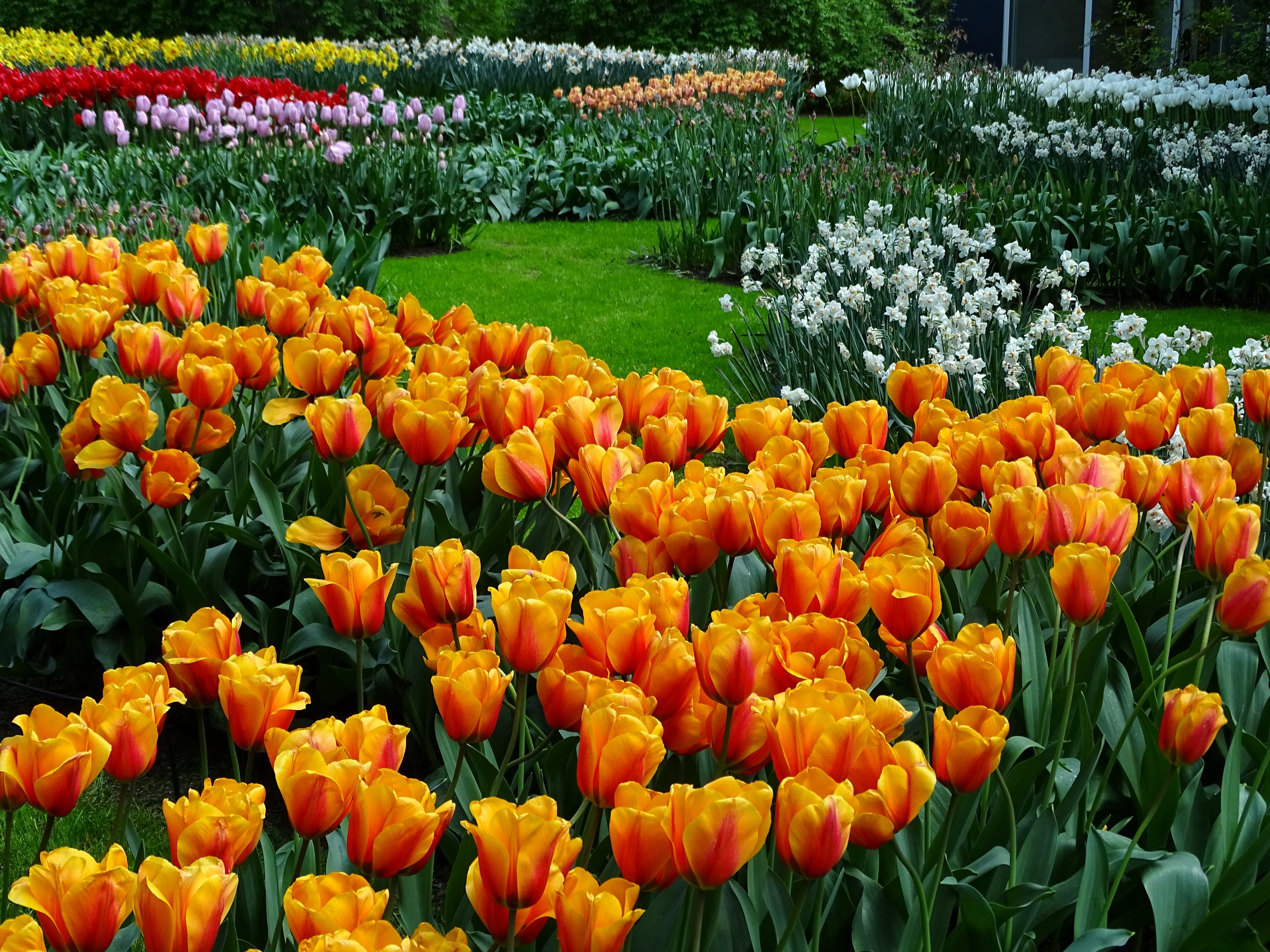 Keukenhof Gardens with Tulips and Daffodils in the Netherlands HD Wallpaper