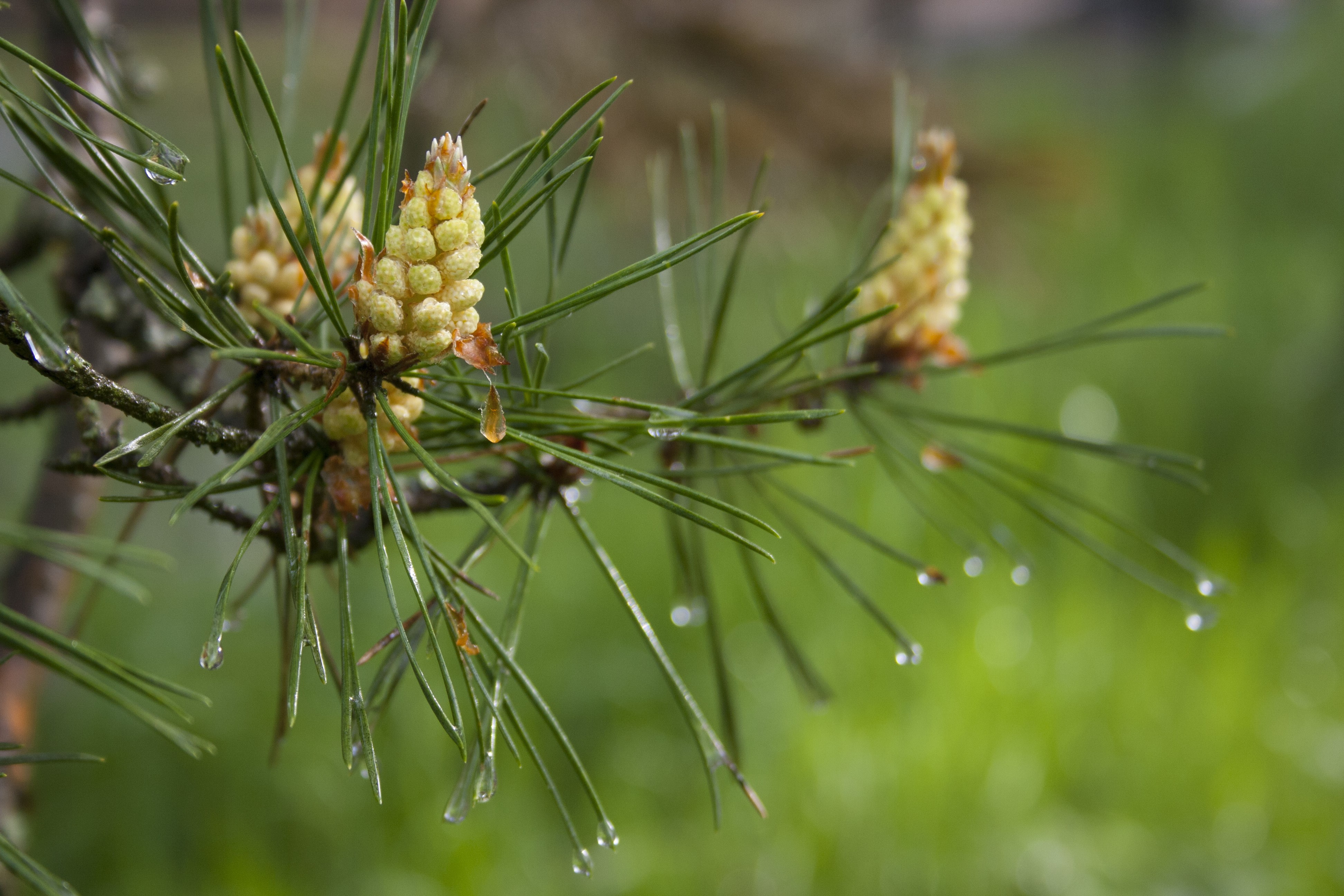 Pine cones on a pine branch with water droplets HD Wallpaper