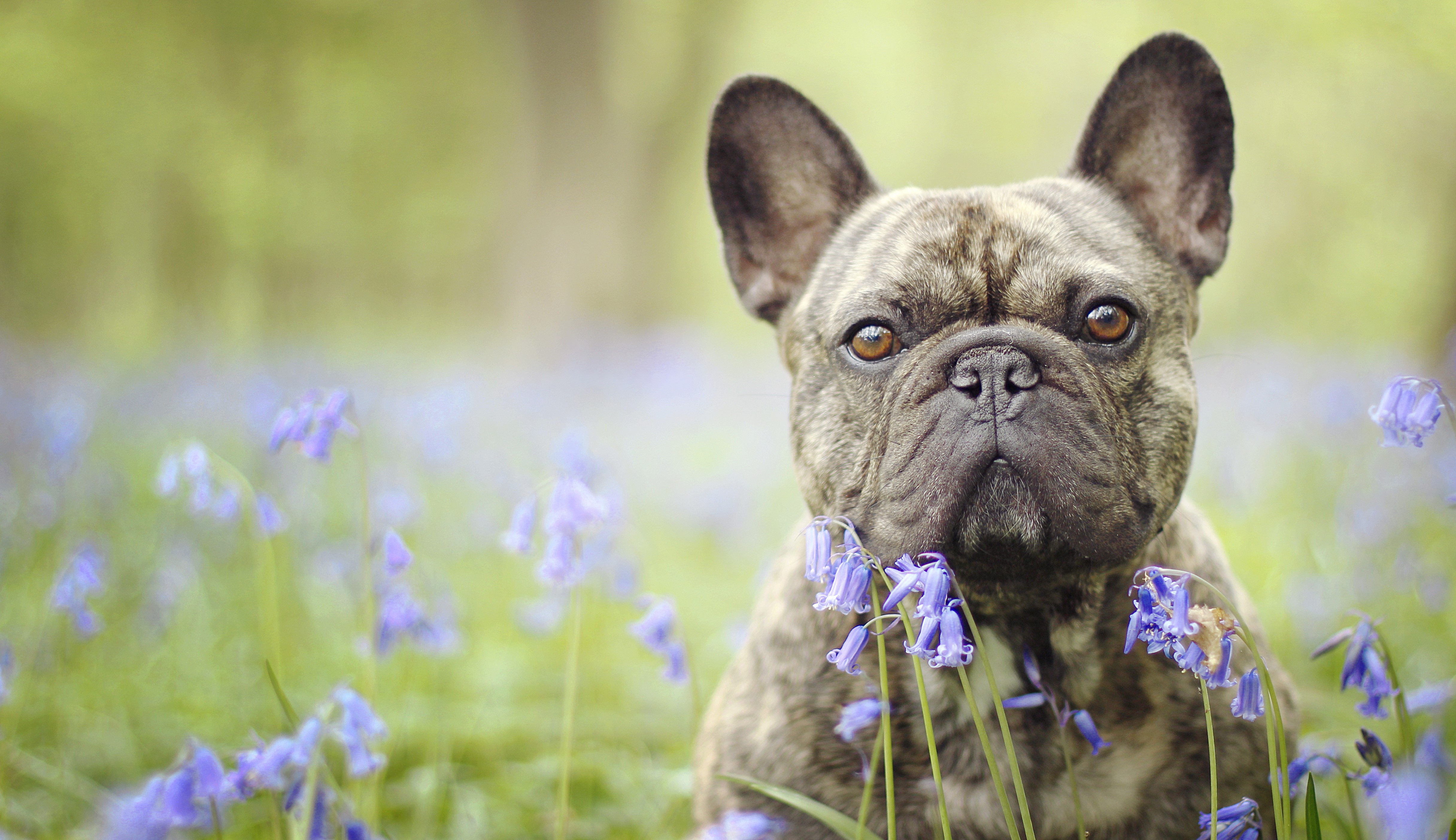 Brindle French Bulldog in Bluebells HD Wallpaper