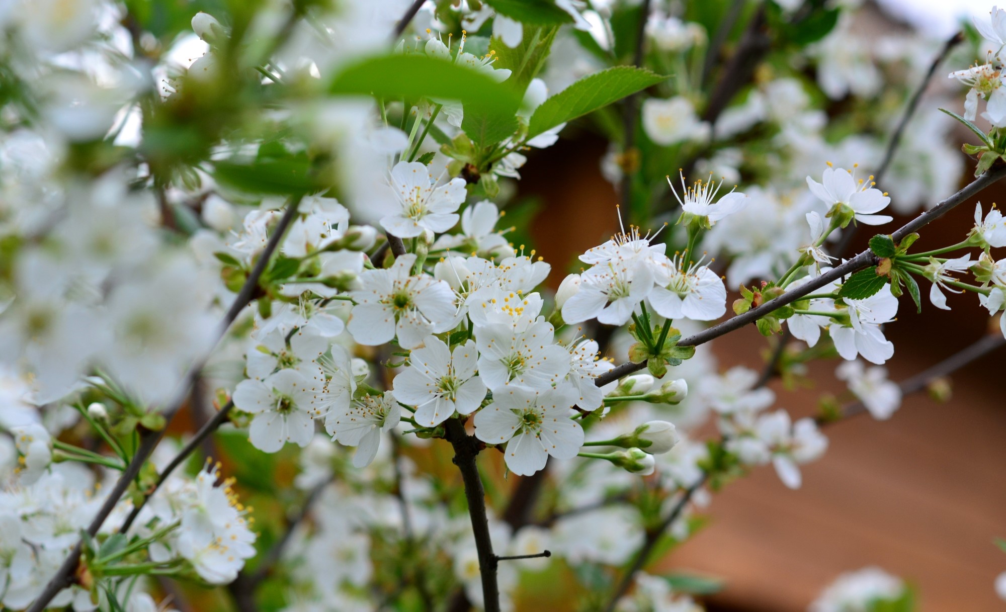 White cherry blossoms on branches HD Wallpaper
