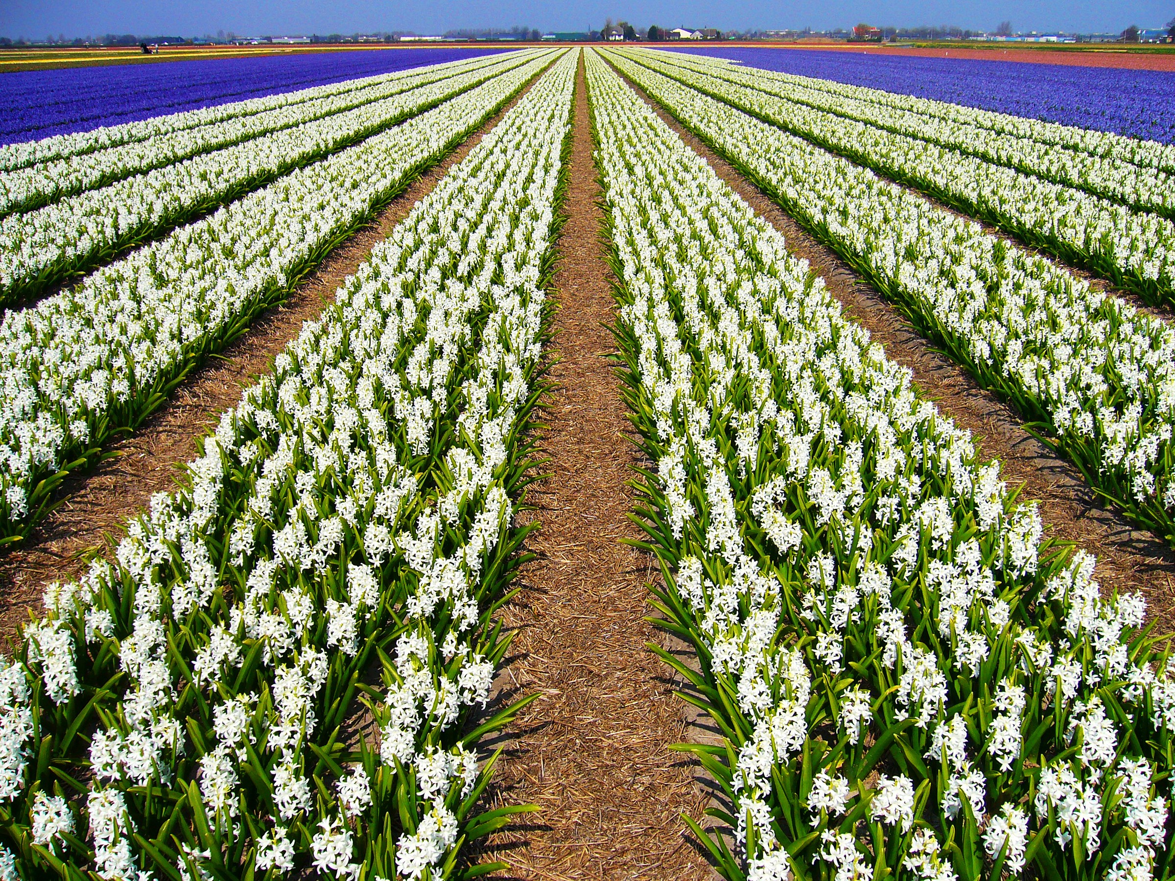Rows of white and purple hyacinths in a field HD Wallpaper